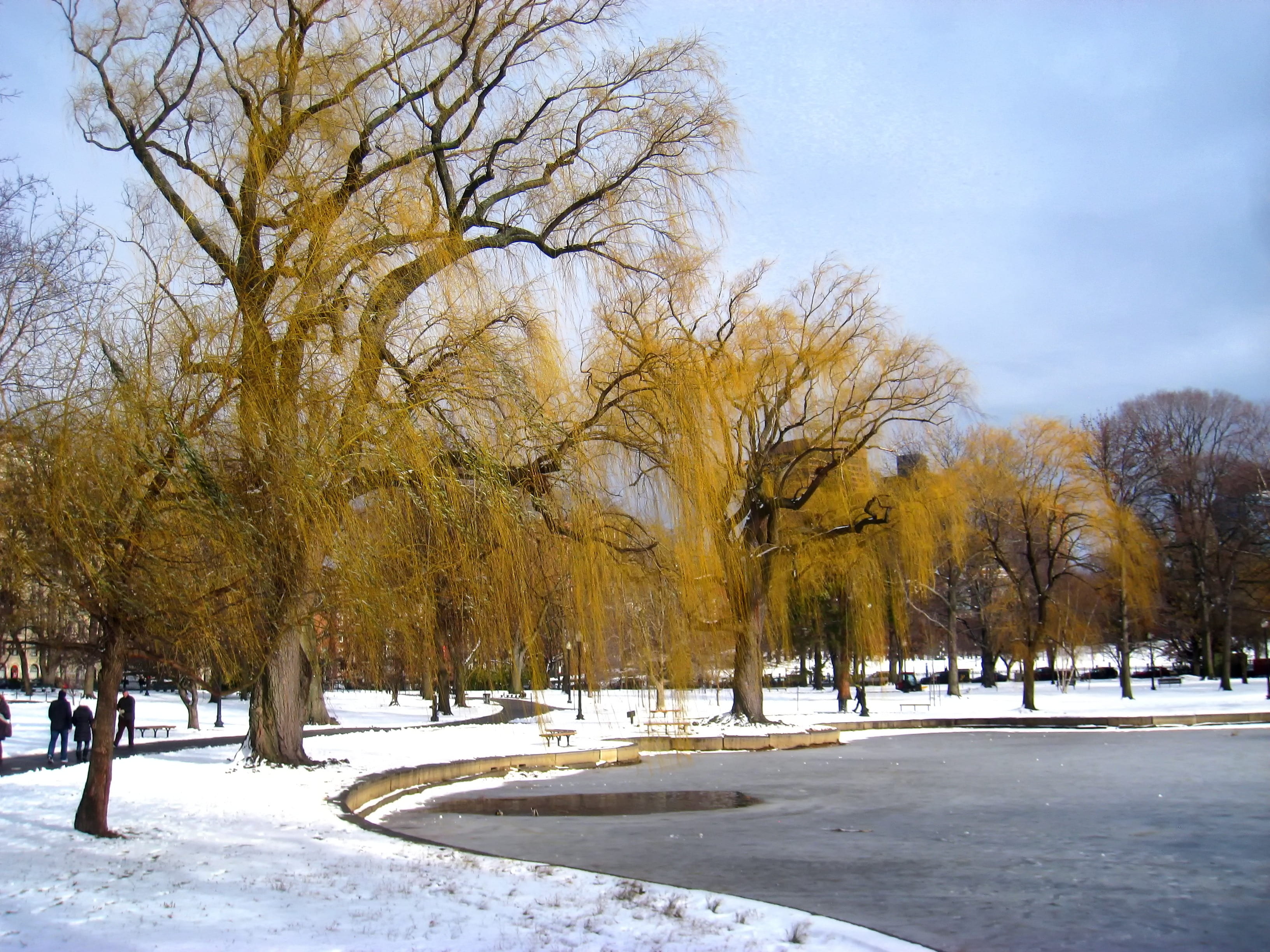 day, no people, outside, branch, scenics - nature, trees, ice, lake, white color, nature, tranquil scene, snow, 2K, clouds, landscape, plant, boston, land, HD Wallpaper