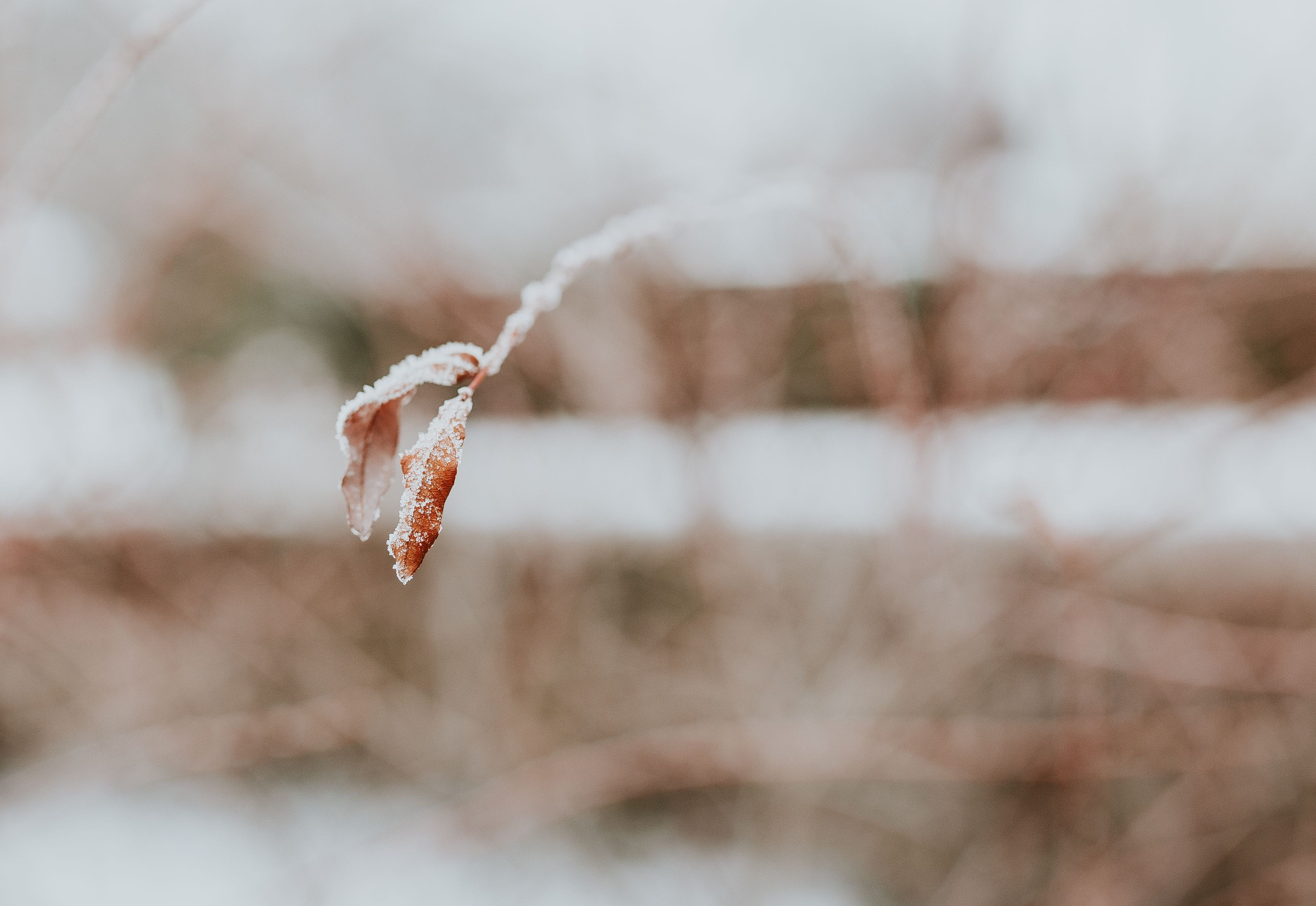 no people, backgrounds, leaves, tree, nature, cold - Temperature, outdoors, winter, close, pine, plant, trees, closeup, ups, branch, cold, weather, tranquility, HD Wallpaper