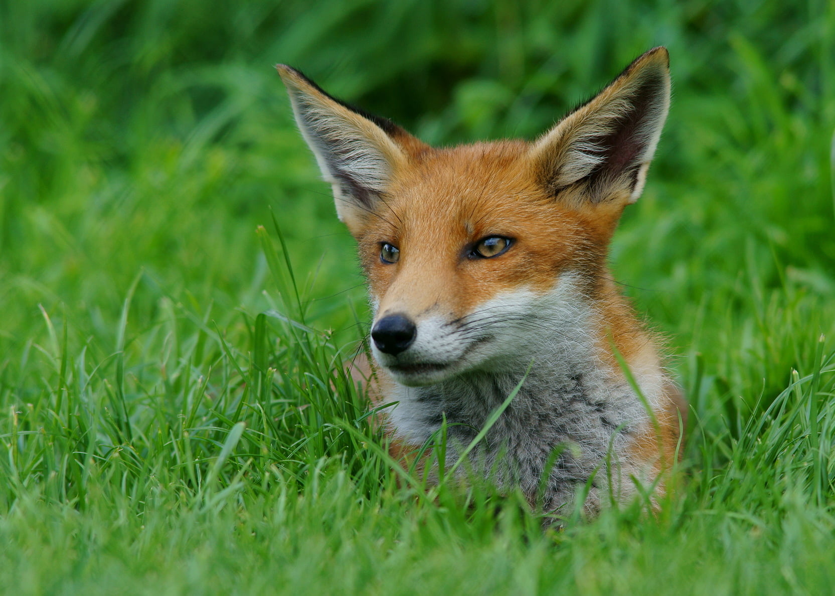fox, red Fox, Cub, wildlife, green grass, brown, mammal, grass, nature, 720P, Trimming, British  Wildlife  Centre, Newchapel  Surrey, white, green, animal, HD Wallpaper