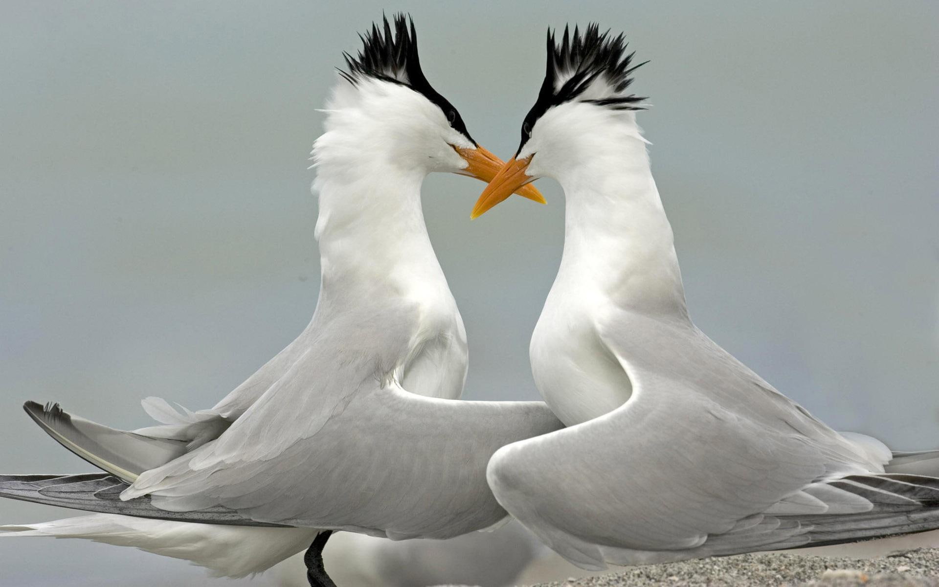 tern, animals, bird, 1080P, gray, black, 1920x1200, beak, yellow, white, HD Wallpaper