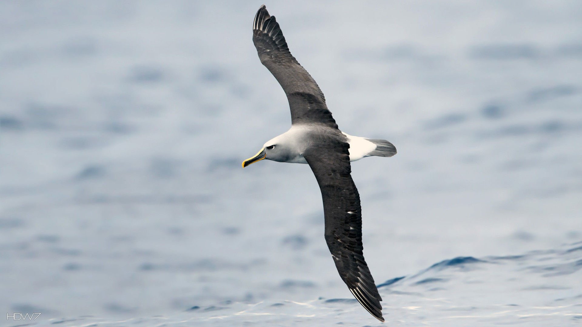 spread wings, vertebrate, no people, day, animal wildlife, seagull, Seabird, flying, marine, animal themes, nature, mid-air, outdoors, water, sea, animals in the wild, HD Wallpaper