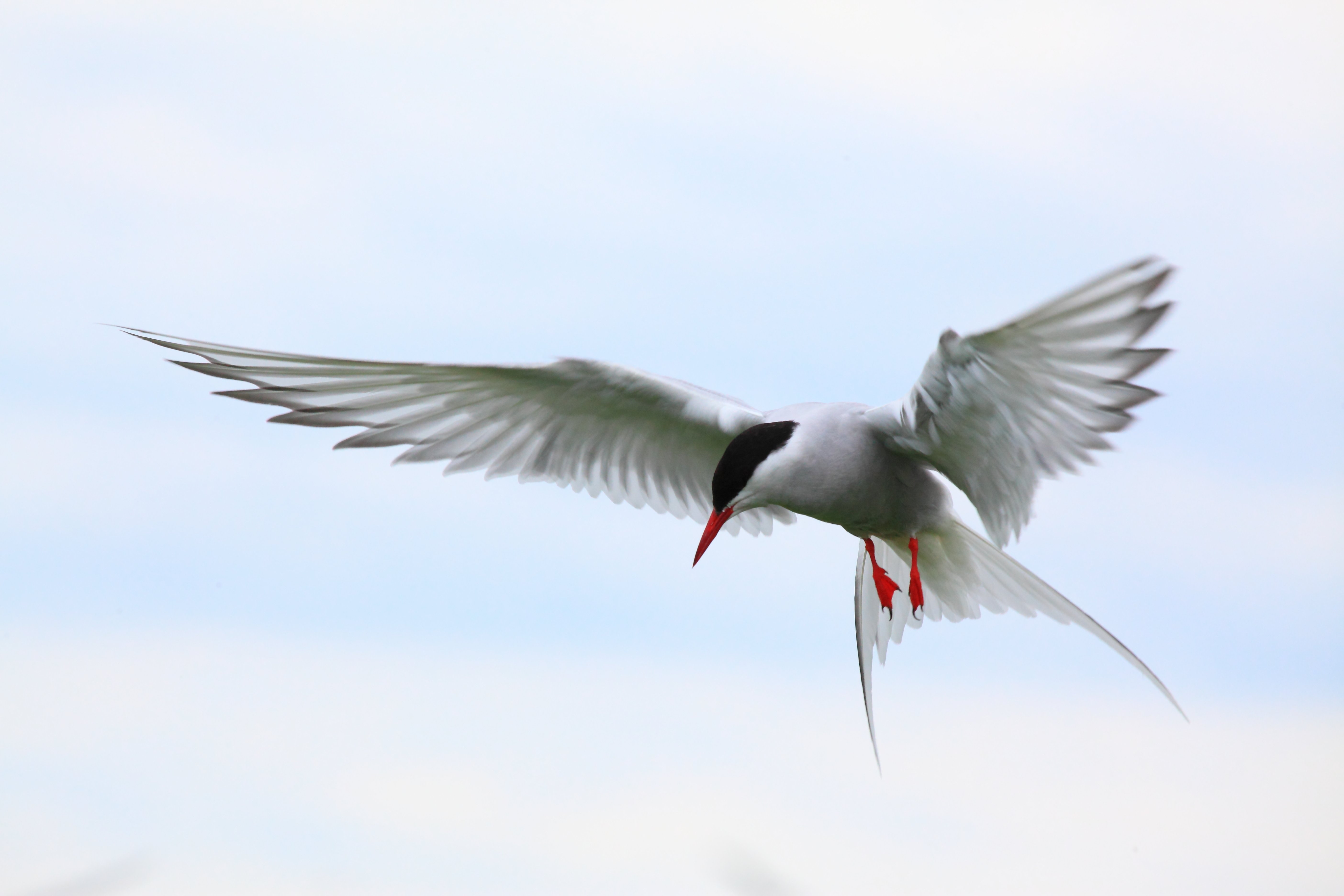 arctic, 5K, bird, arctic tern, tern, HD Wallpaper