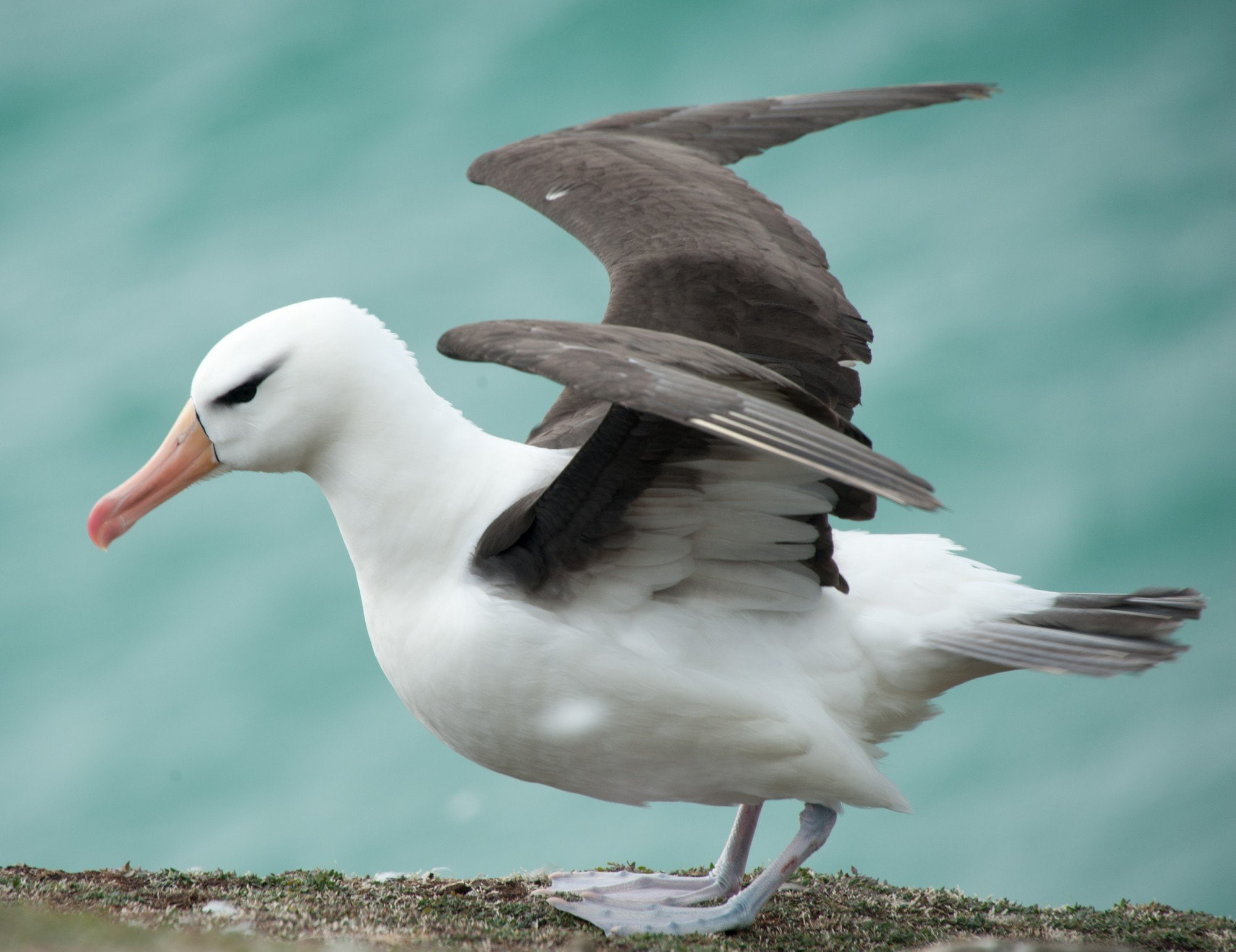 bird, birds, 1080P, albatross, seabird, HD Wallpaper