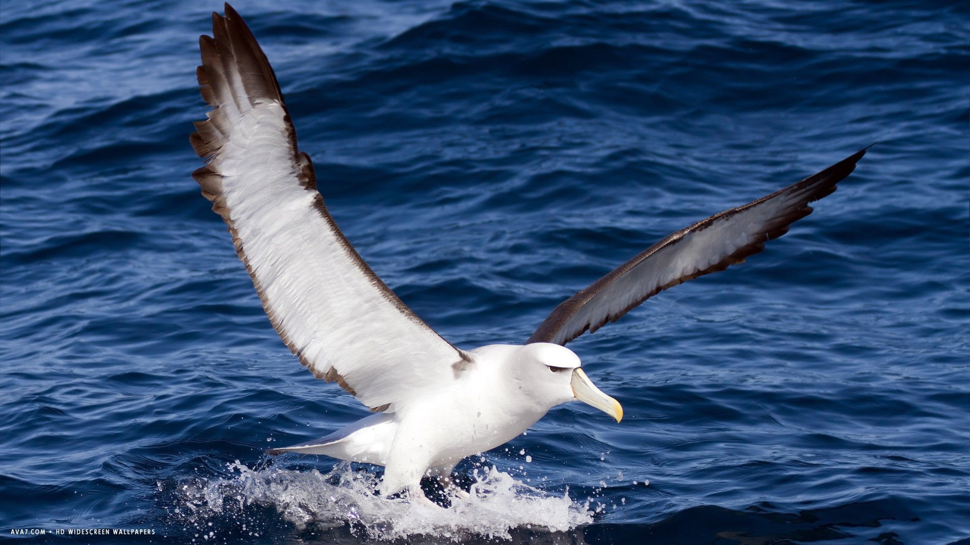birds, bird, Seabird, no people, animal themes, animals in the wild, flapping, nature, sea bird, animal, 1080P, water, beauty in nature, waterfront, seagull, HD Wallpaper