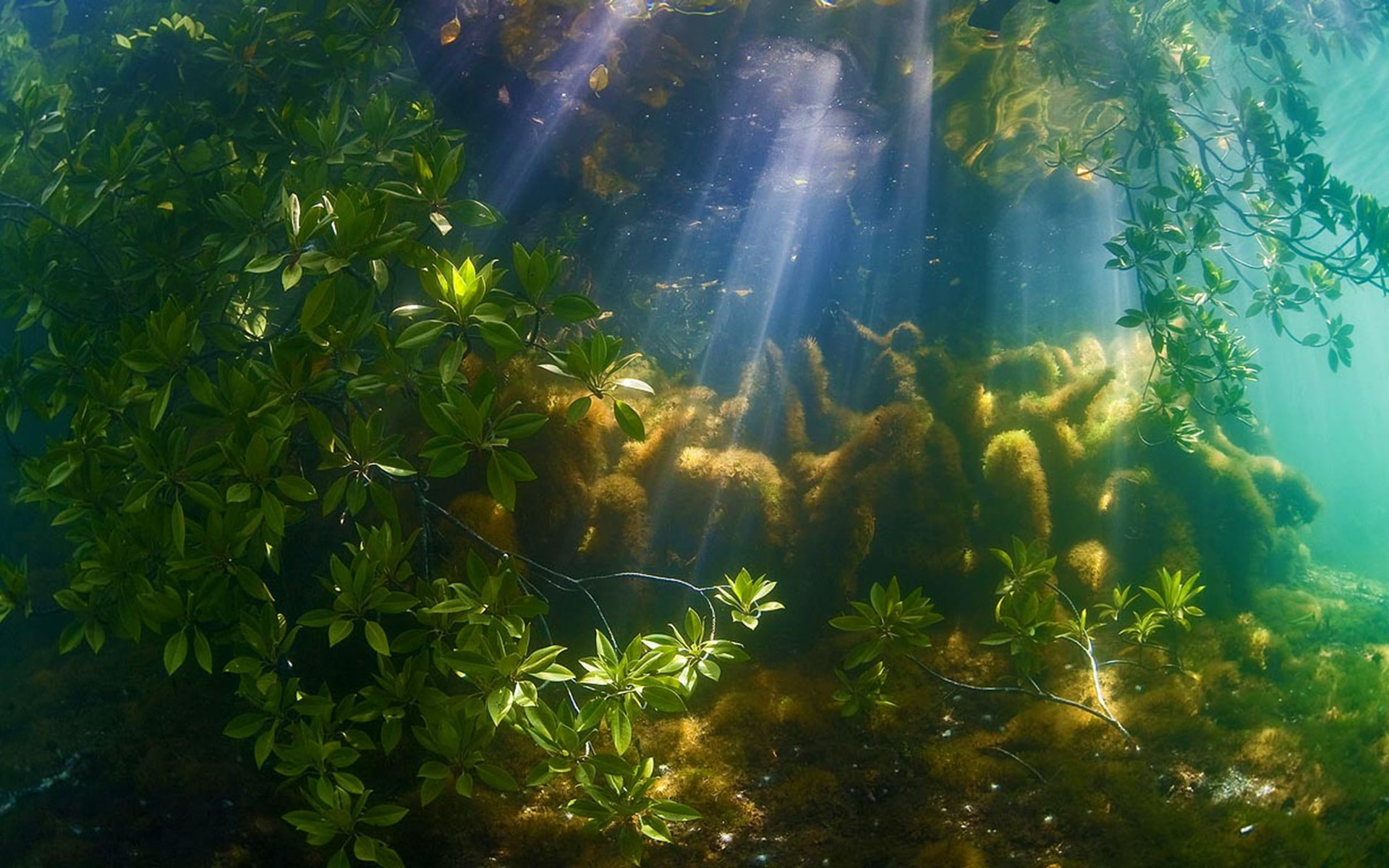 sunbeam, forest, water, sunlight, bing, beauty in nature, plant, no people, animal themes, underwater, near, desktop, day, sea, animal, outdoors, growth, HD Wallpaper