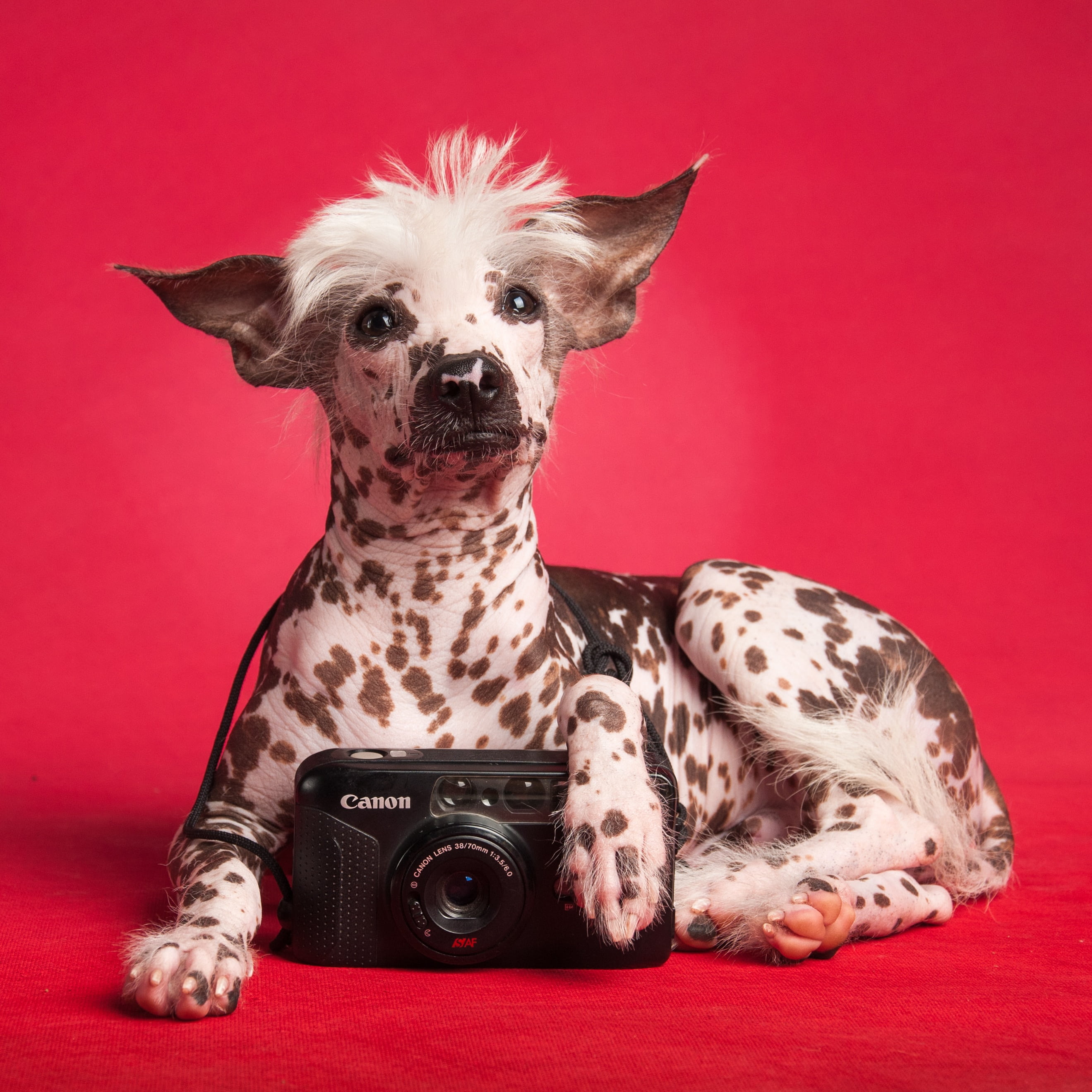 2K, domestic animals, domestic, photography themes, red, no people, camera - photographic equipment, canine, peruvian, small, white, indoors, red background, Phone HD Wallpaper
