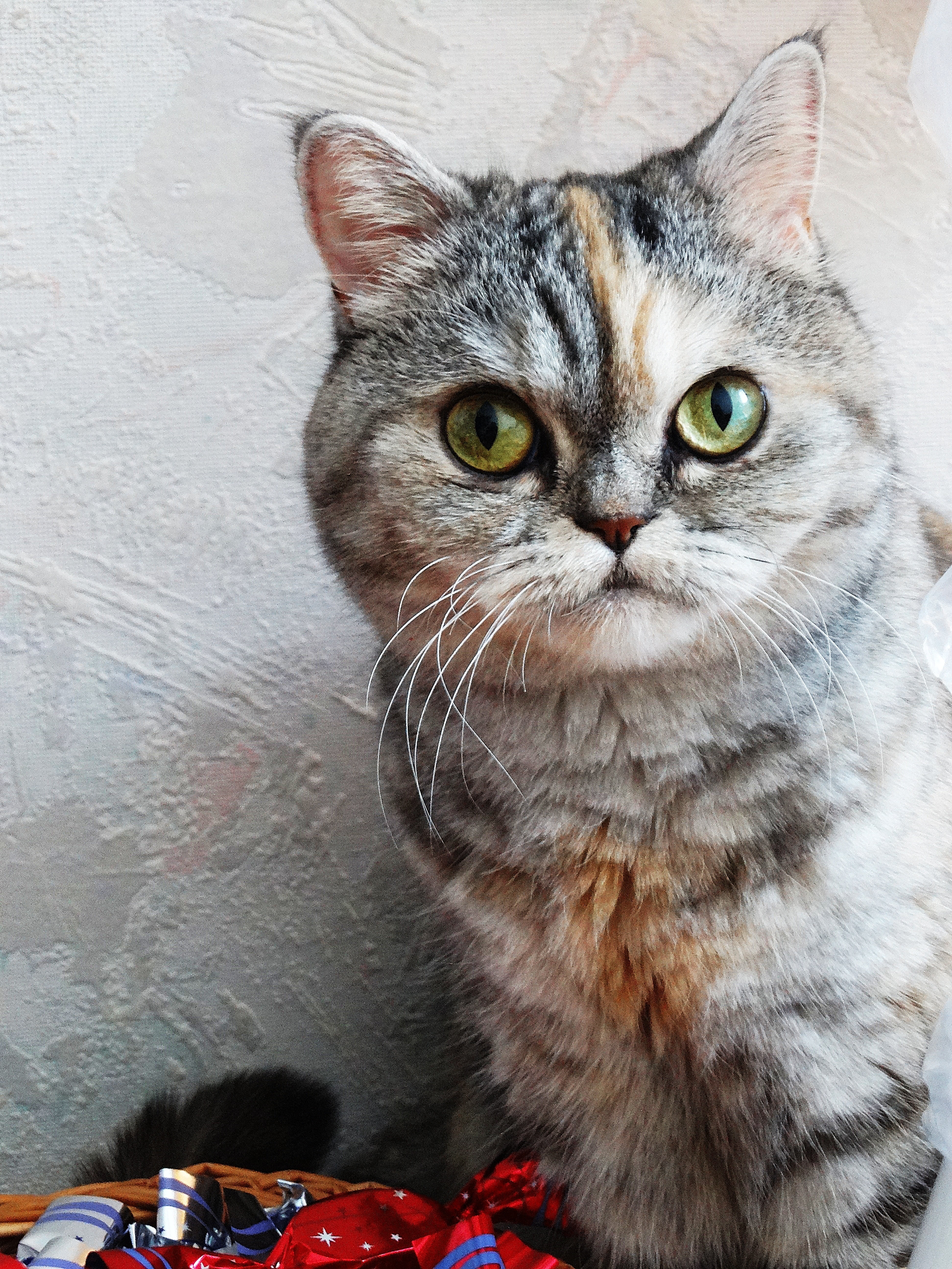 indoors, feline, pets, day, one animal, 5K, nearby, animal, portrait, kitten, mammal, cat, close-up, looking at camera, domestic cat, animal eye, domestic animals, Phone HD Wallpaper
