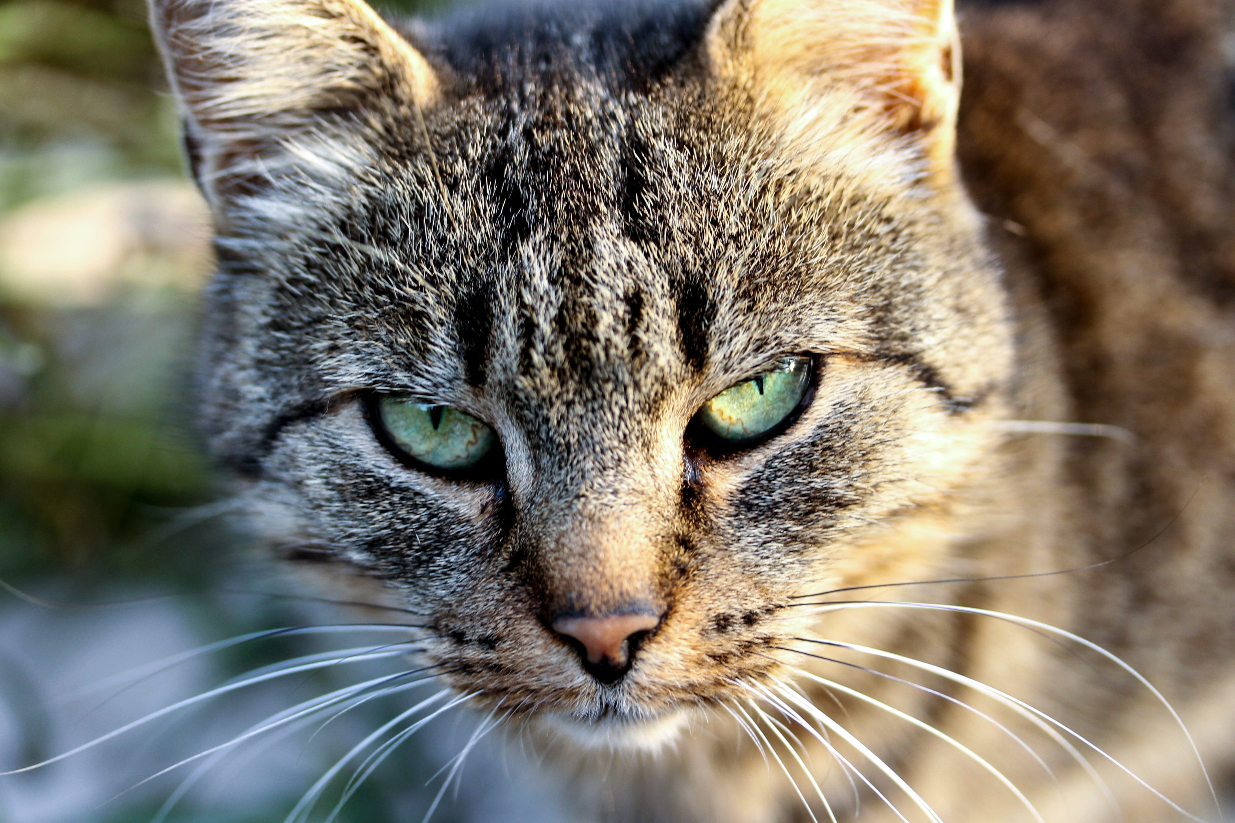 tabby, nose, cat eye, gray, mammal, cat head, tabby kitten, mustache, focus on foreground, close-up, domestic, animal body part, animal head, animal themes, HD Wallpaper