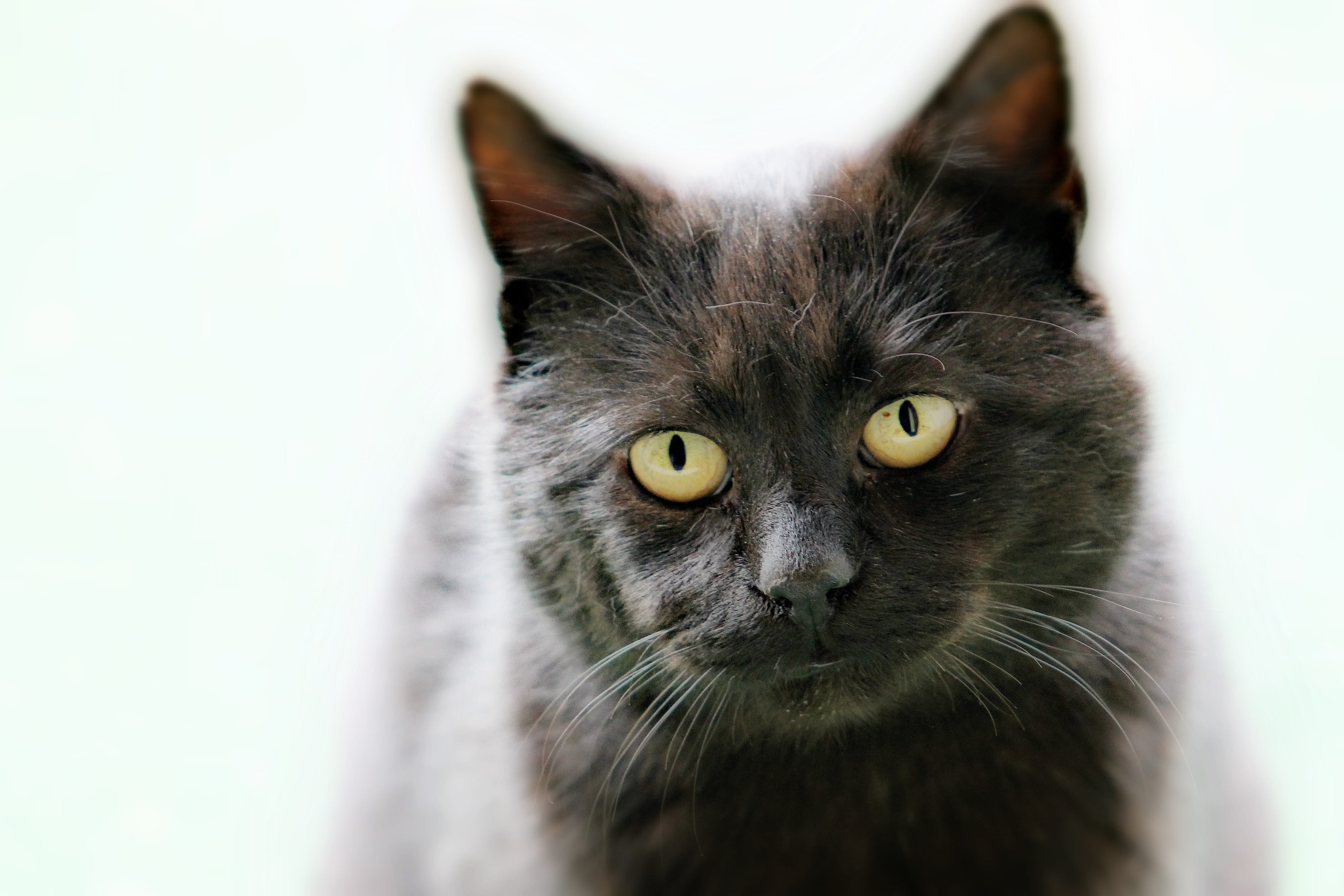 animal body part, tom-cat, domestic cat, Animal, close-up, mammal, Cat, looking at camera, no people, cute, portrait, vertebrate, domestic, focus, animal eye, HD Wallpaper