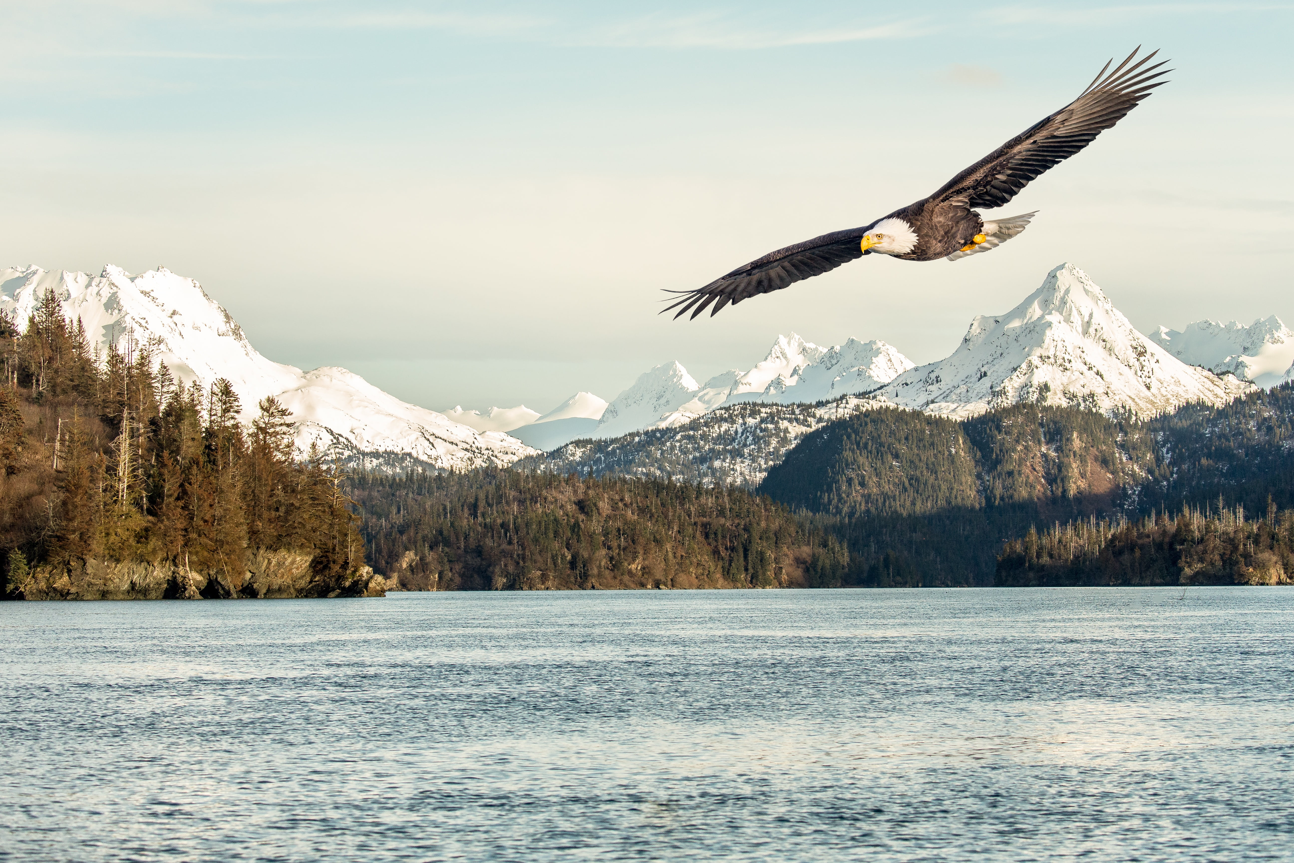 nature, scenics - nature, animal themes, water, vertebrate, 5K, lake, sky, animal, spread wings, sunlight, flight, winter, mountain, snow, beauty in nature, HD Wallpaper