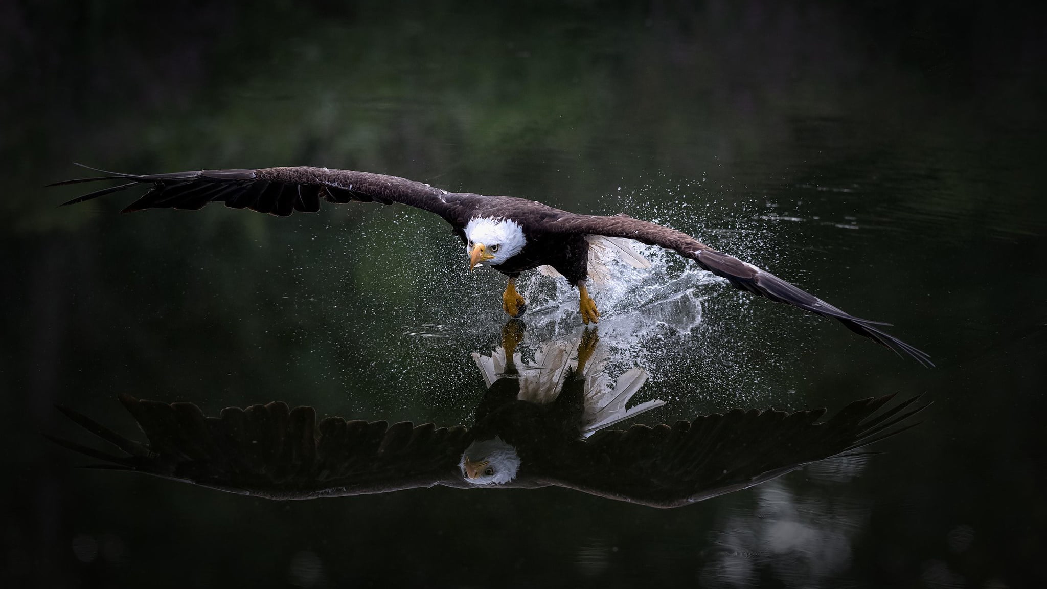 bald eagle, the rise, bird, nature, wings, flight, pond, water, 1080P, flying, the scope, reflection, flies, squirt, look, eagle, the dark background, HD Wallpaper