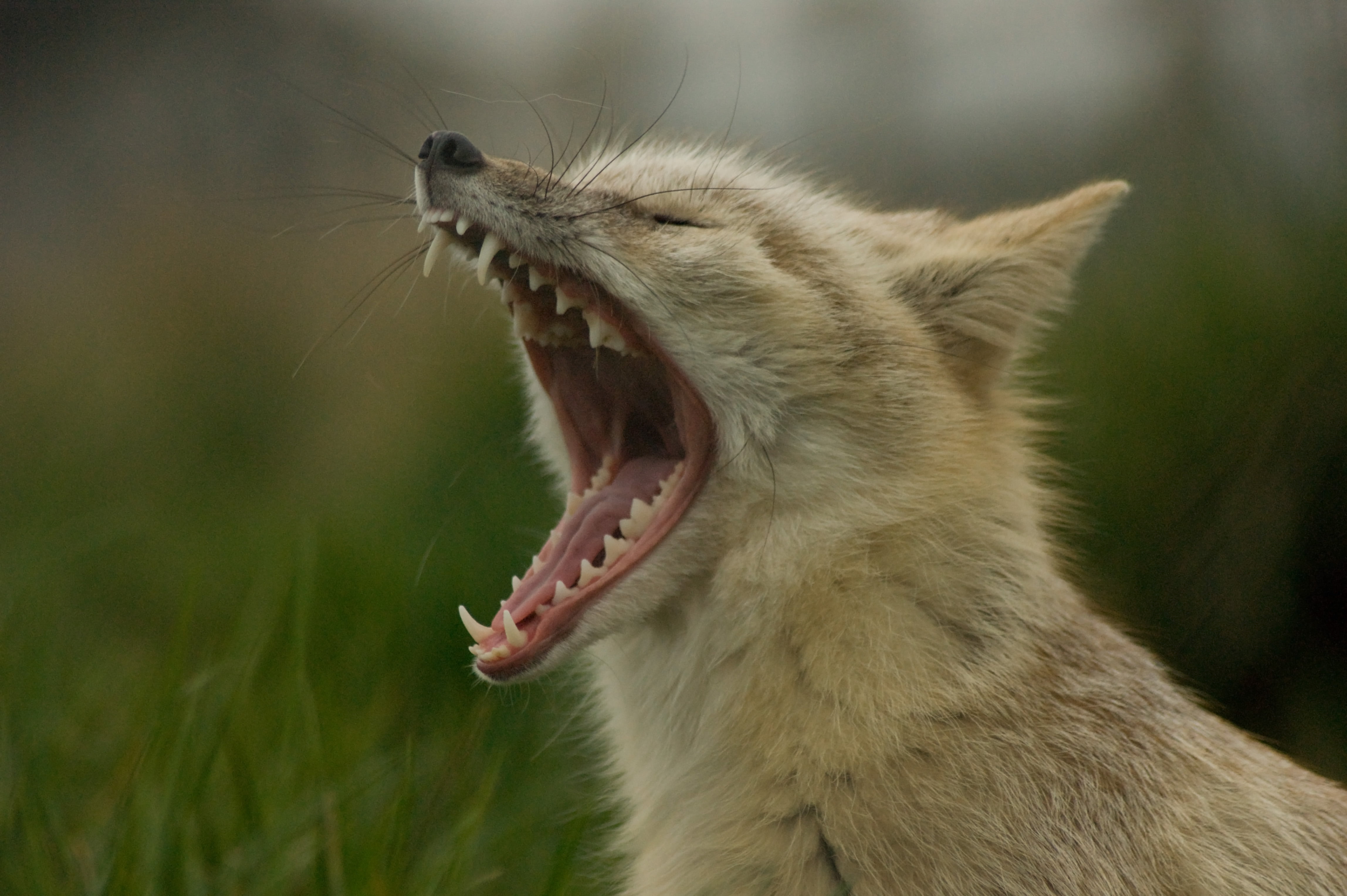 yawn, canine, A350, Hamerton Zoo, carnivore, Vulpes, Animal, mammal, selective, wildlife, photography, addiction, nature, small, sleep, alpha, corsac, fox, HD Wallpaper