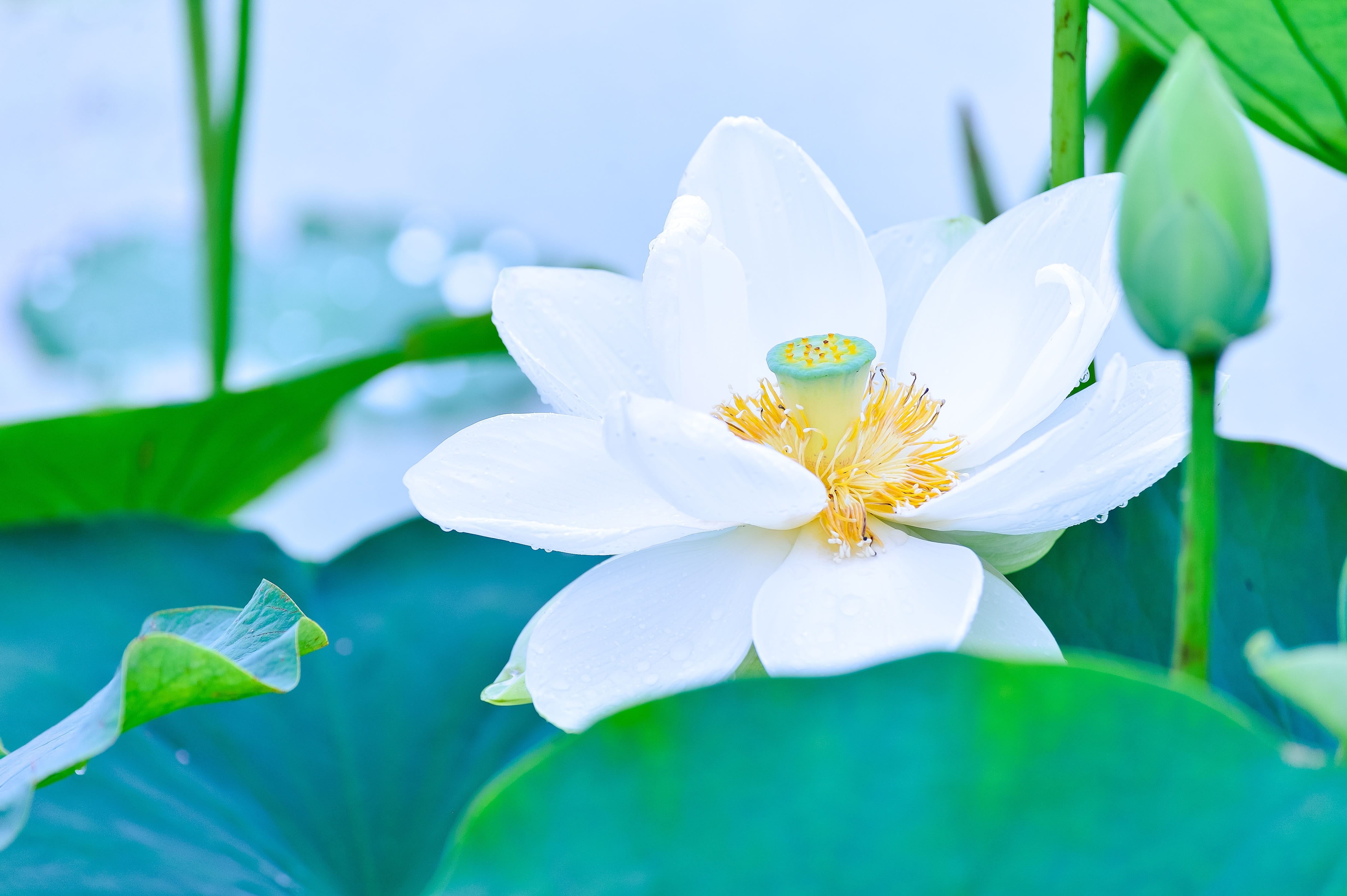 flowers, rainy season, softness, flowering plant, lotus water lily, rain, lotus, vulnerability, white color, purity, waterside, green Color, 4K, blossom, HD Wallpaper