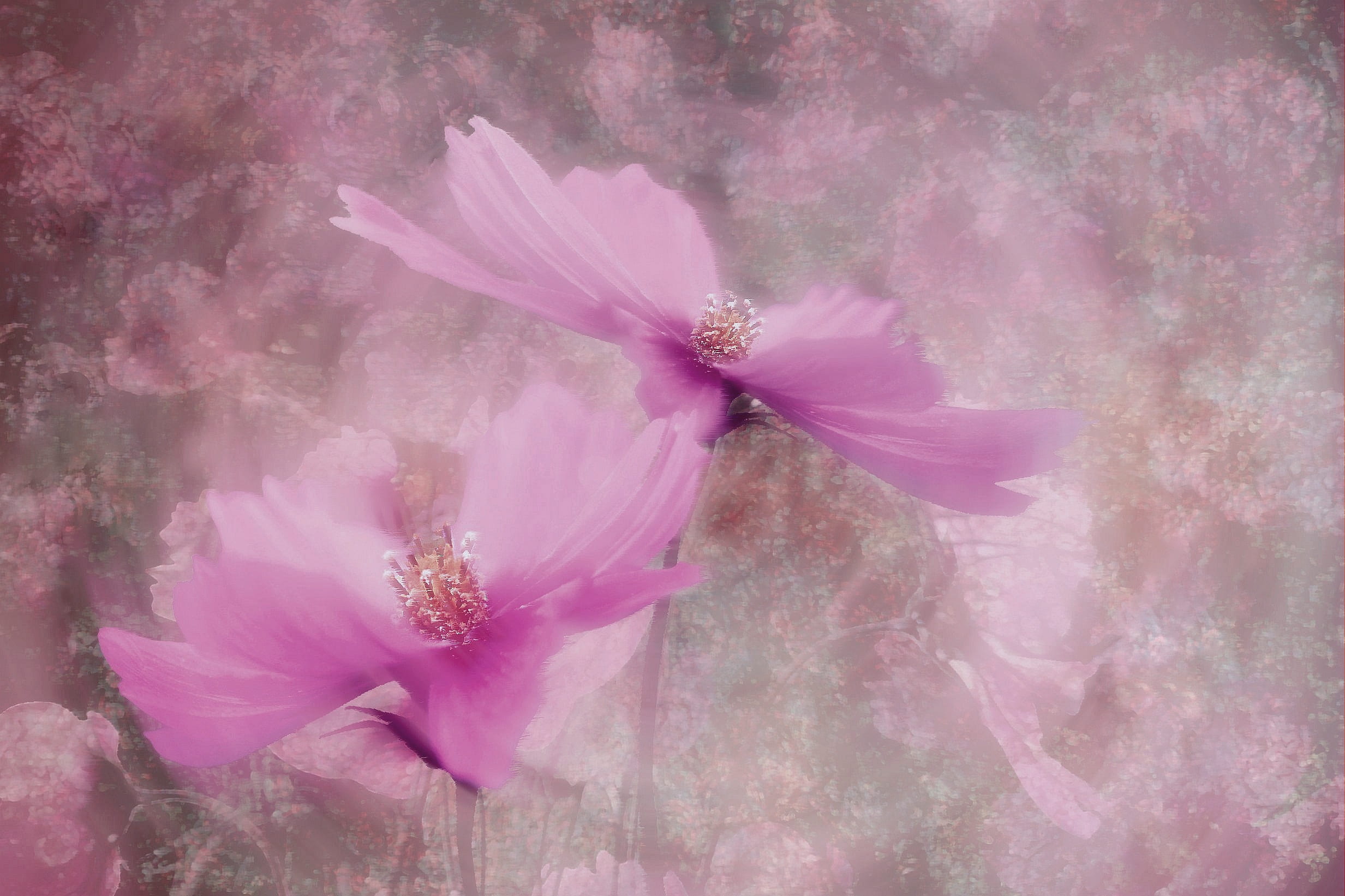 petal, close-up, springtime, flower head, pink, close, plant, macro, garden, beauty in nature, pink color, 1080P, freshness, textured effect, two, flower garden, HD Wallpaper