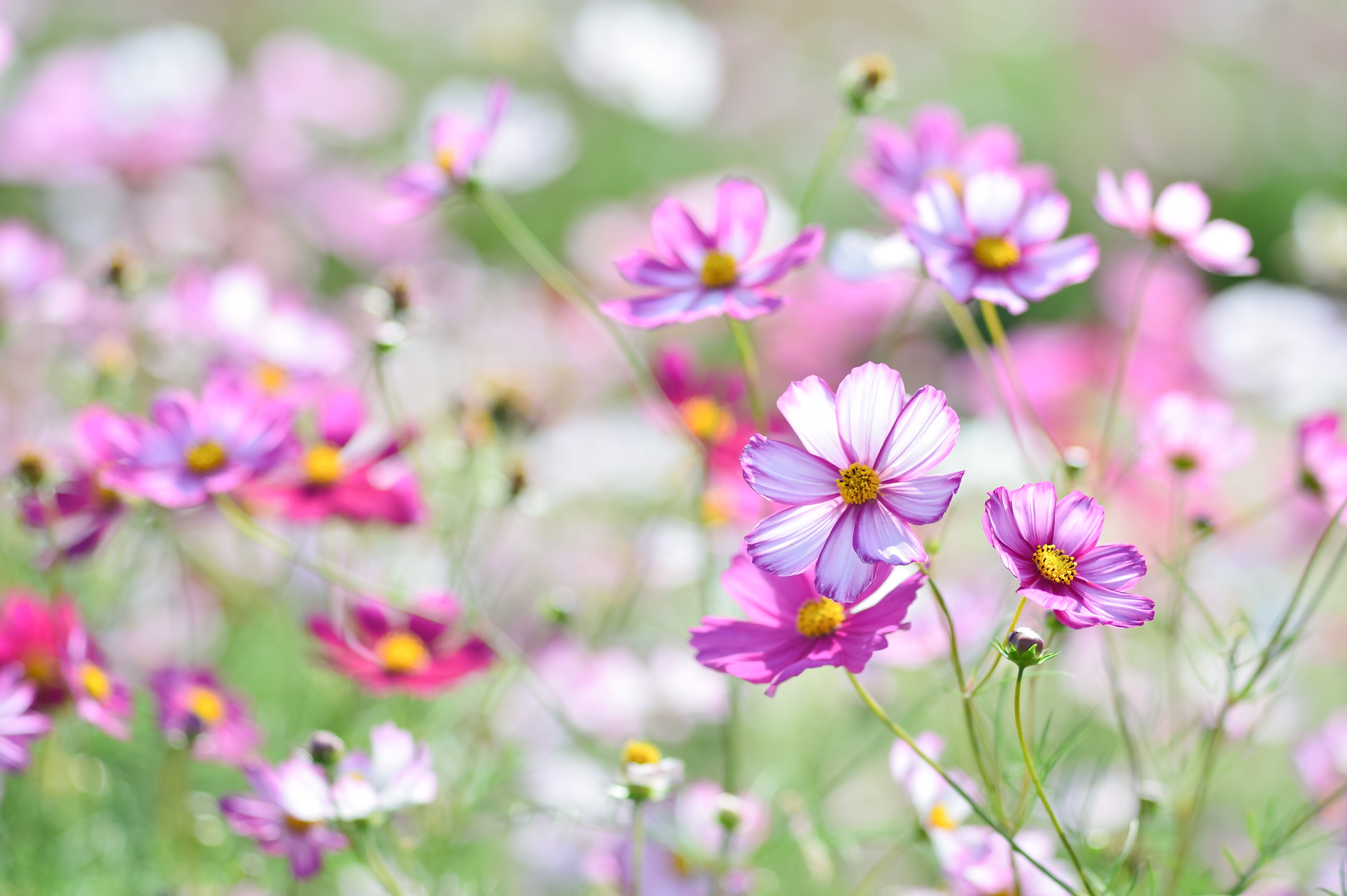 landscape, cosmea, inflorescence, softness, fragility, no people, backgrounds, pink color, outdoors, one side, flower head, 4K, natural, flower, beauty, HD Wallpaper