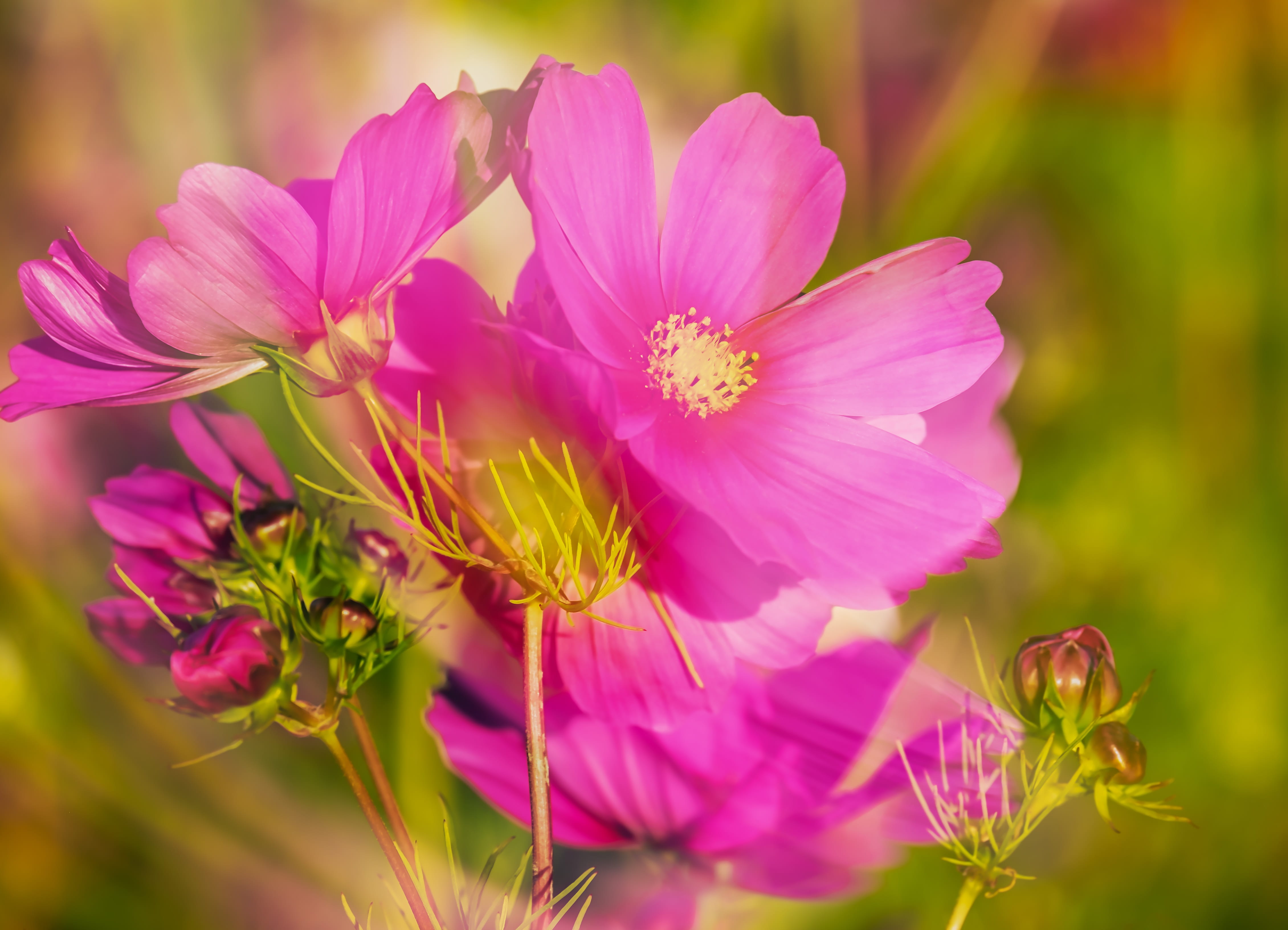 petal, schnittblume, growth, nature, selective focus, no people, fragility, flower head, kosmee, plant, cosmos, double exposure, day, inflorescence, flower, HD Wallpaper