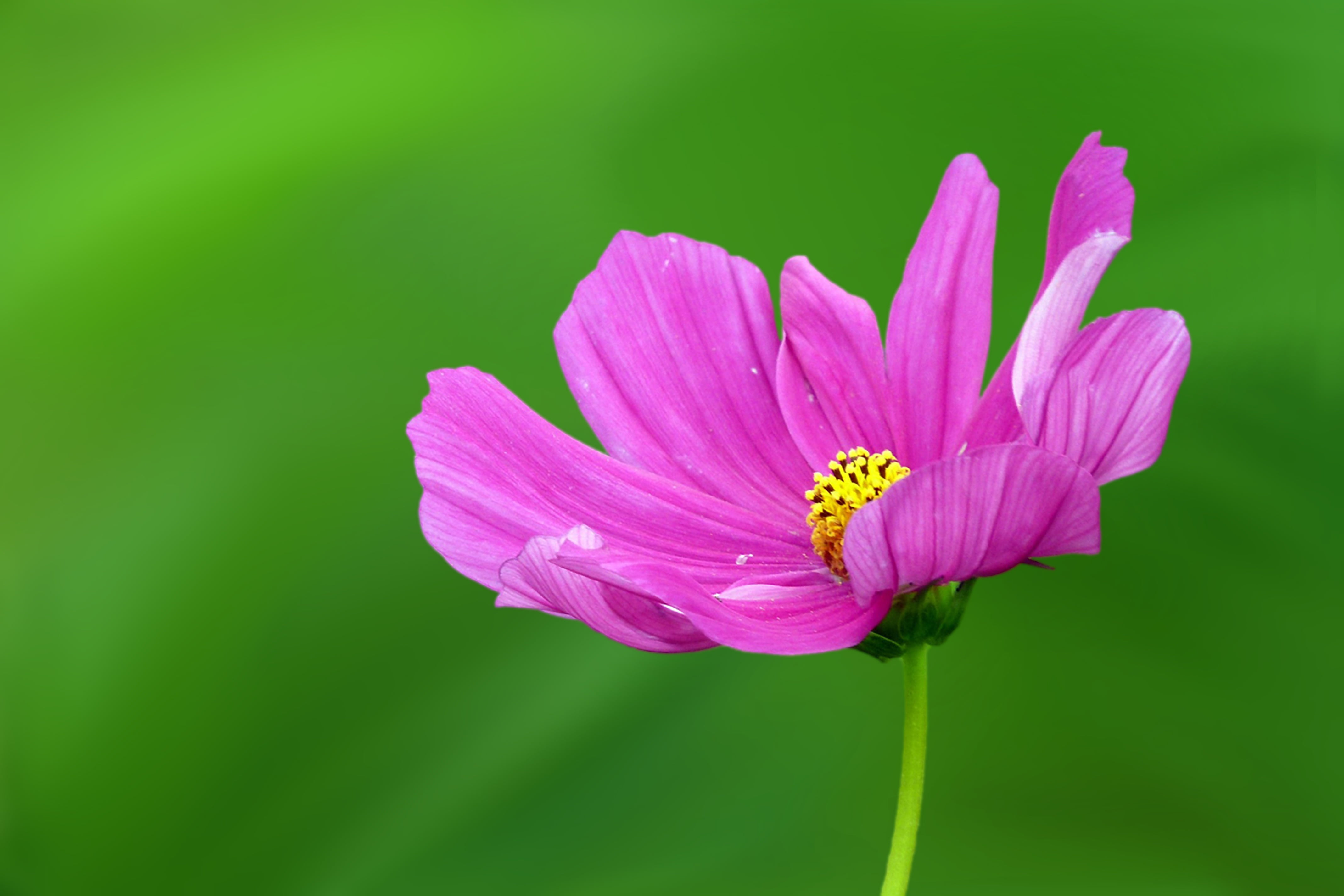 outdoors, inflorescence, no people, fragility, softness, flower head, flowering plant, springtime, 4K, green color, petal, pink color, blossom, beauty in nature, HD Wallpaper