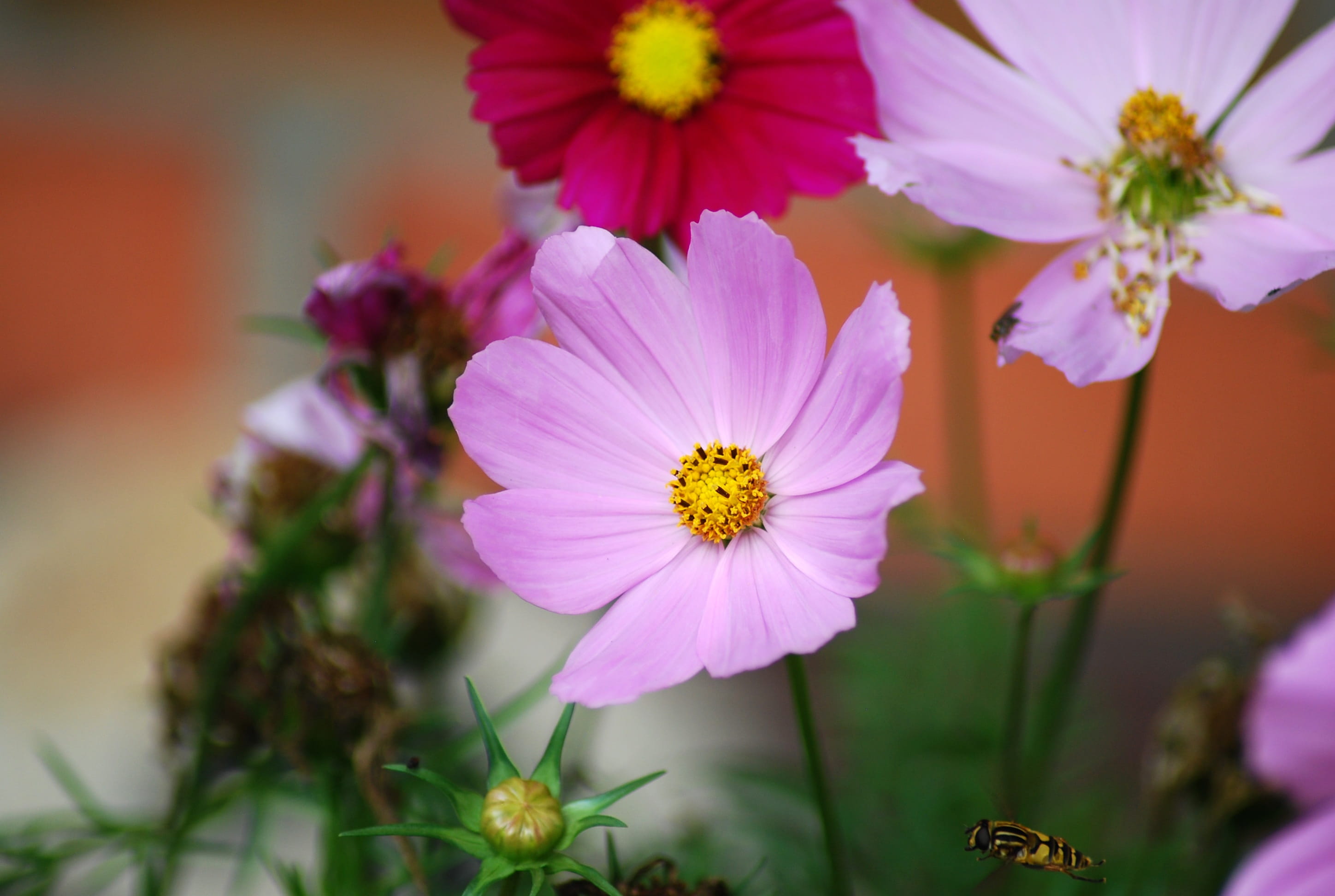 flowering plant, freshness, 2K, vulnerability, close-up, no people, pink color, nature, blossom, pollen, red, Flowers, focus on foreground, yellow, inflorescence, HD Wallpaper