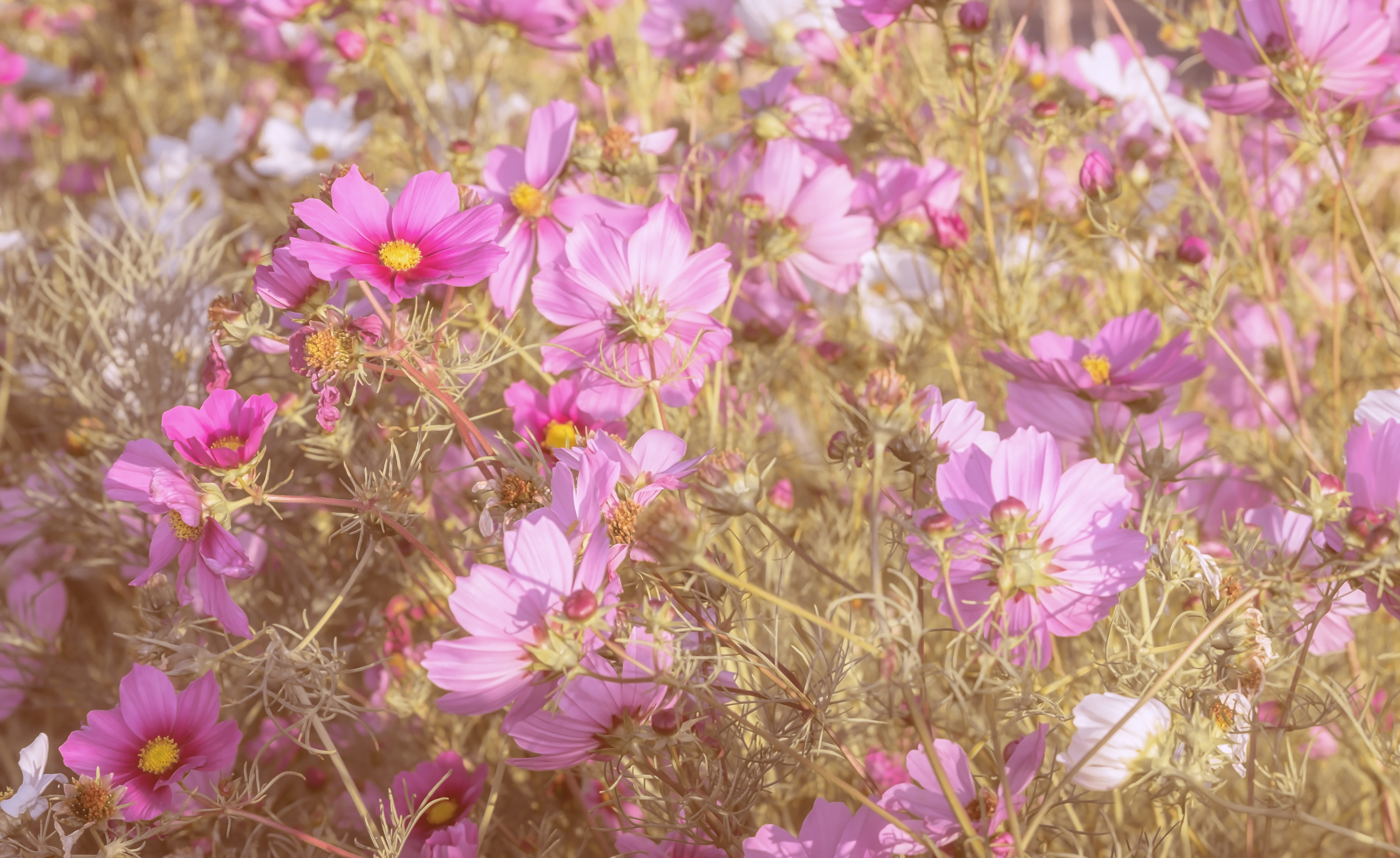 4K, composites, plant, pink color, bloom, flower garden, flowers, flower head, field, schnittblume, land, flowering plant, flower, close-up, blossom, selective focus, HD Wallpaper