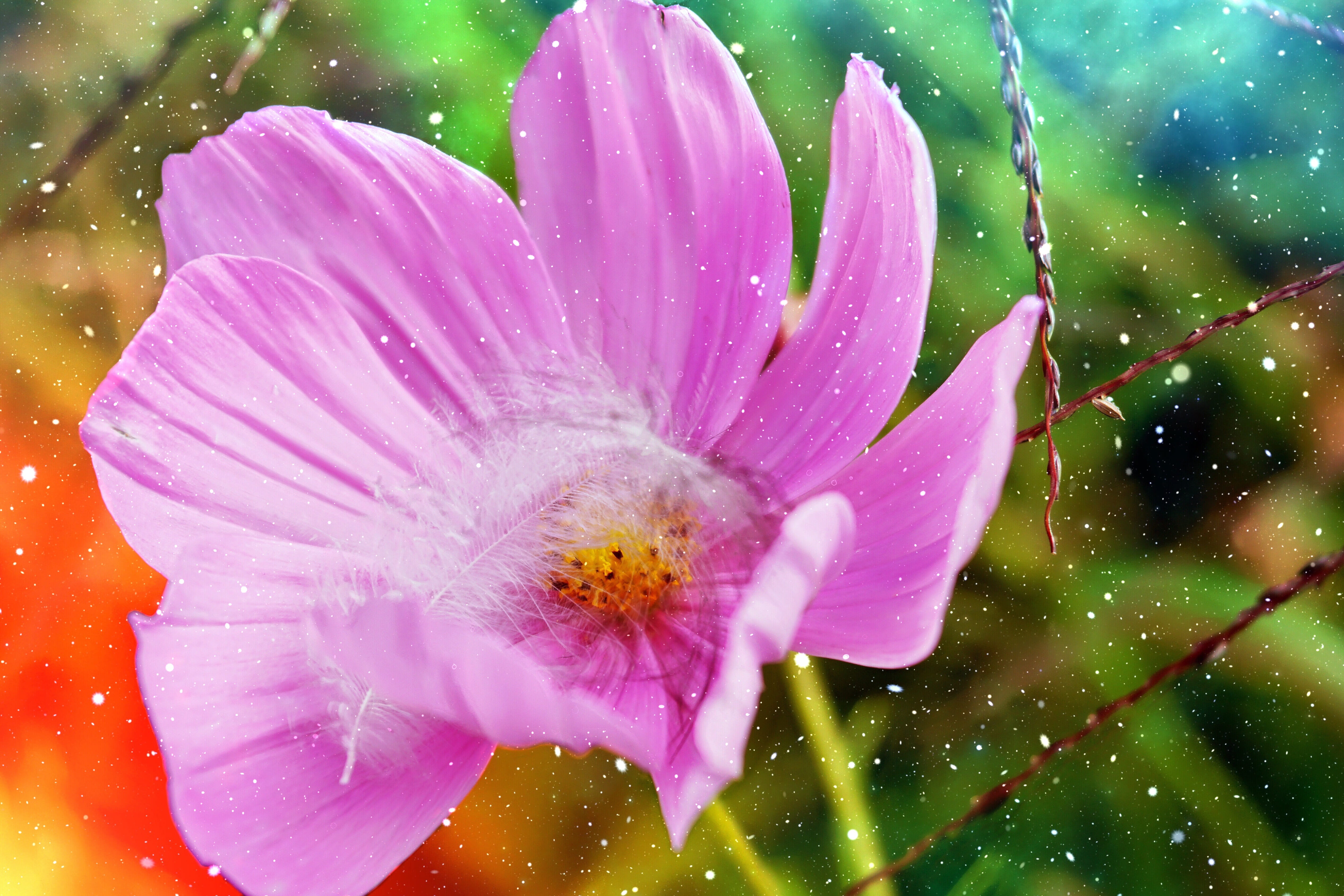composing, water, petal, sweet, romance, colorful, rain, wet, no people, color, lighting, dreams, purity, dew, pollen, flowering plant, flower, drop, cheerful, HD Wallpaper