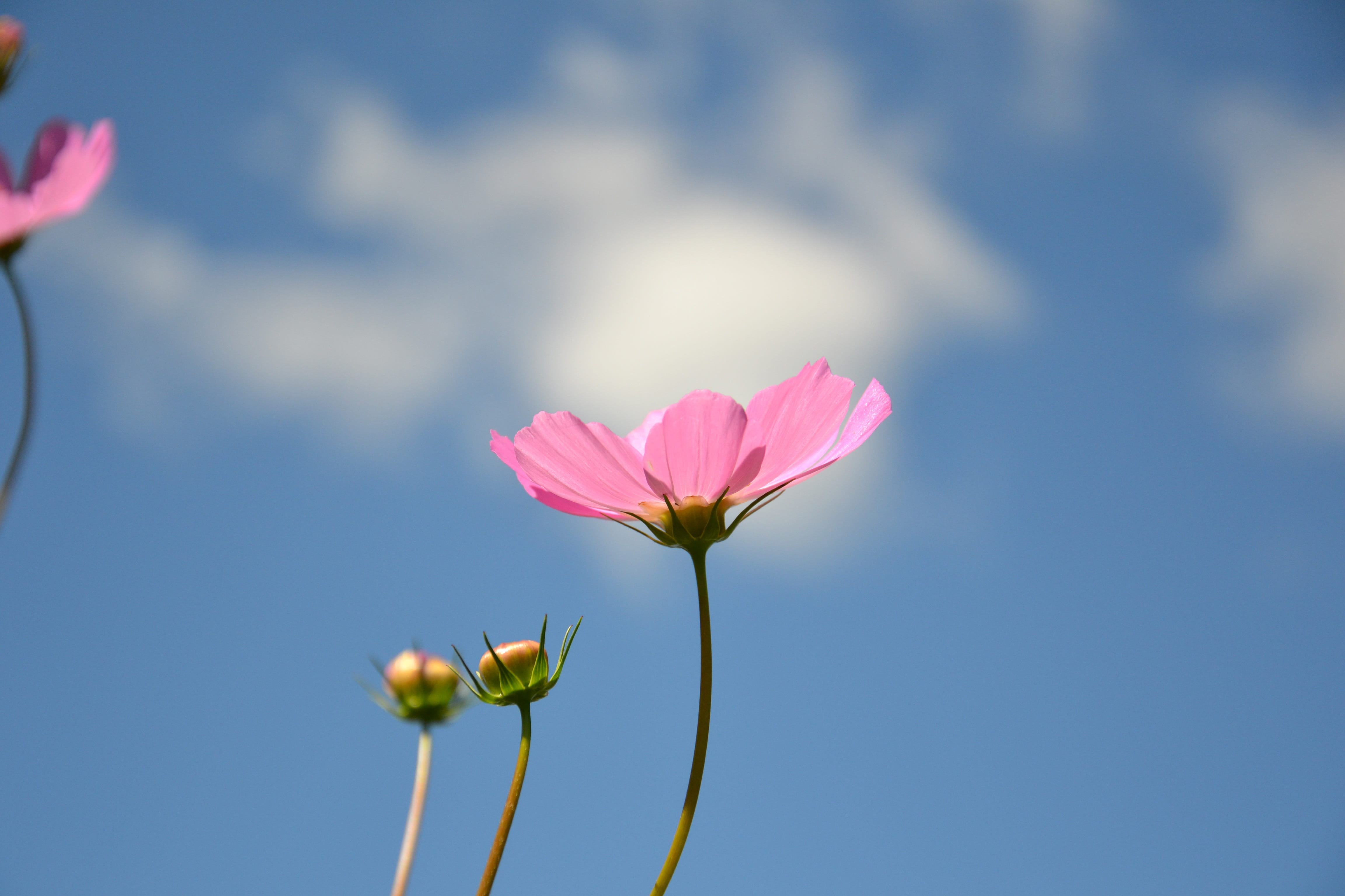 fragility, growth, flowering plant, vulnerability, freshness, beautiful, outdoors, flora, plant stem, botanica, blue, petal, plant, no people, stem, pink color, HD Wallpaper