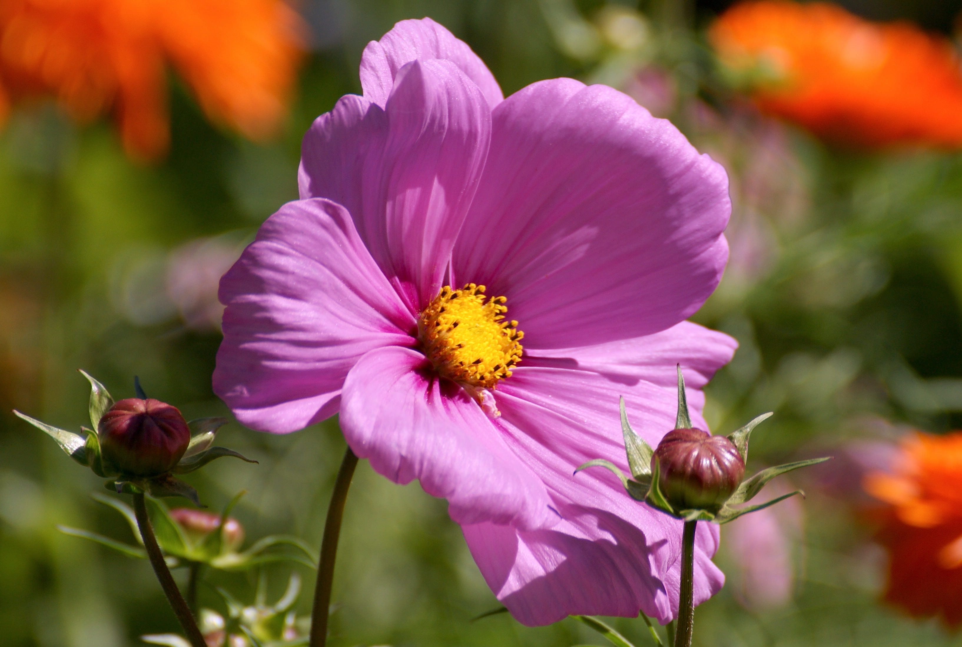 selective focus, fragility, focus on foreground, schnittblume, ornamental plant, growth, vulnerability, pink flower, flower meadow, garden, flowering plant, HD Wallpaper