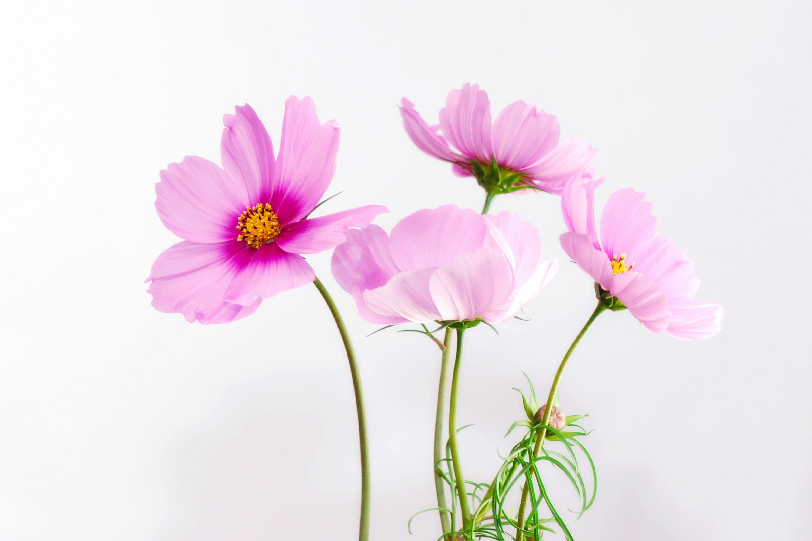 indoors, inflorescence, vulnerability, close, pink, no people, flower, macro, close-up, white, summer, background, spring, tender, white background, studio shot, HD Wallpaper