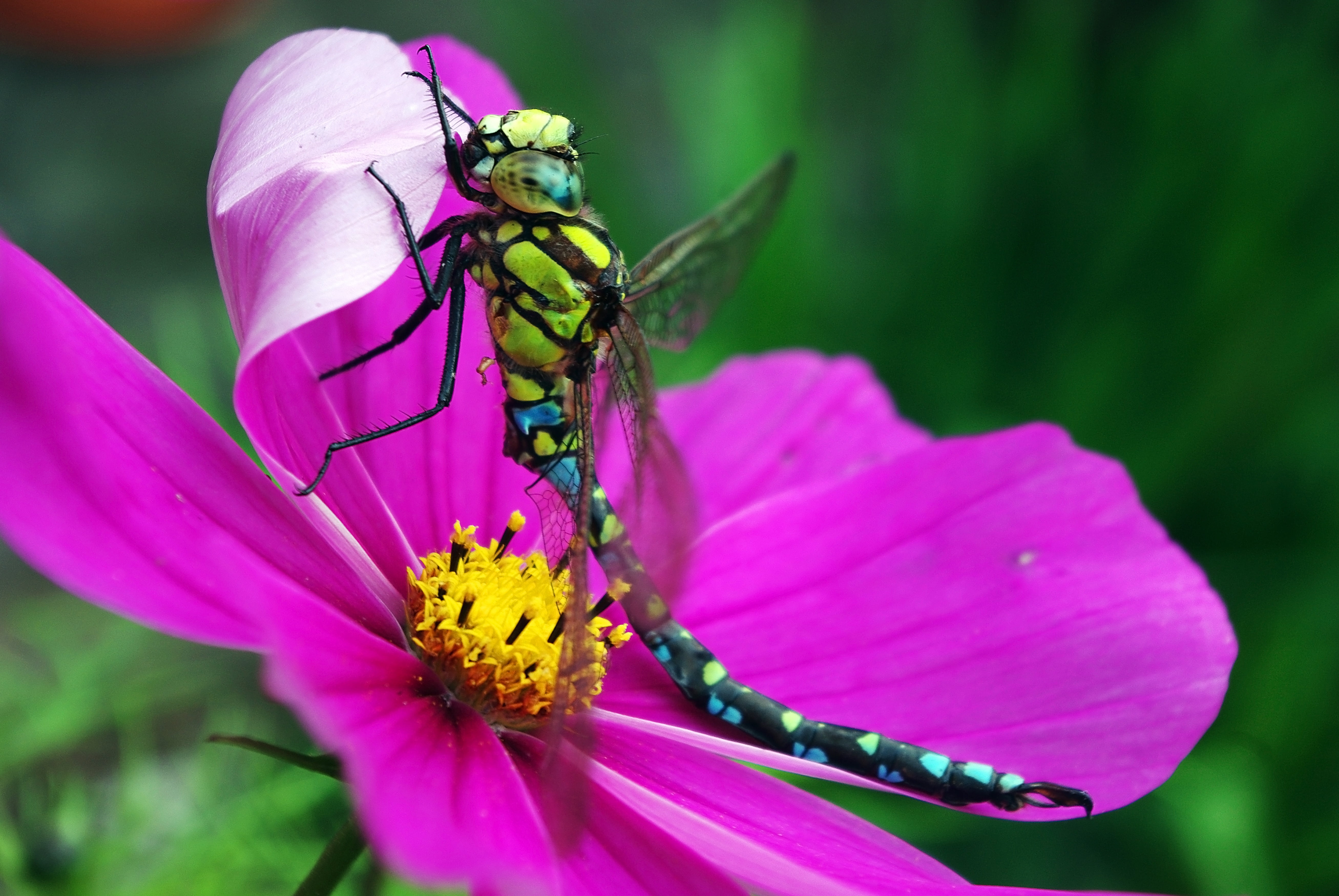 pink, perched, petal, animals in the wild, close-up, seeds, 5K, blossom, animal Wing, flower head, probe, pond, photo, summer, flower, no people, animal wildlife, HD Wallpaper