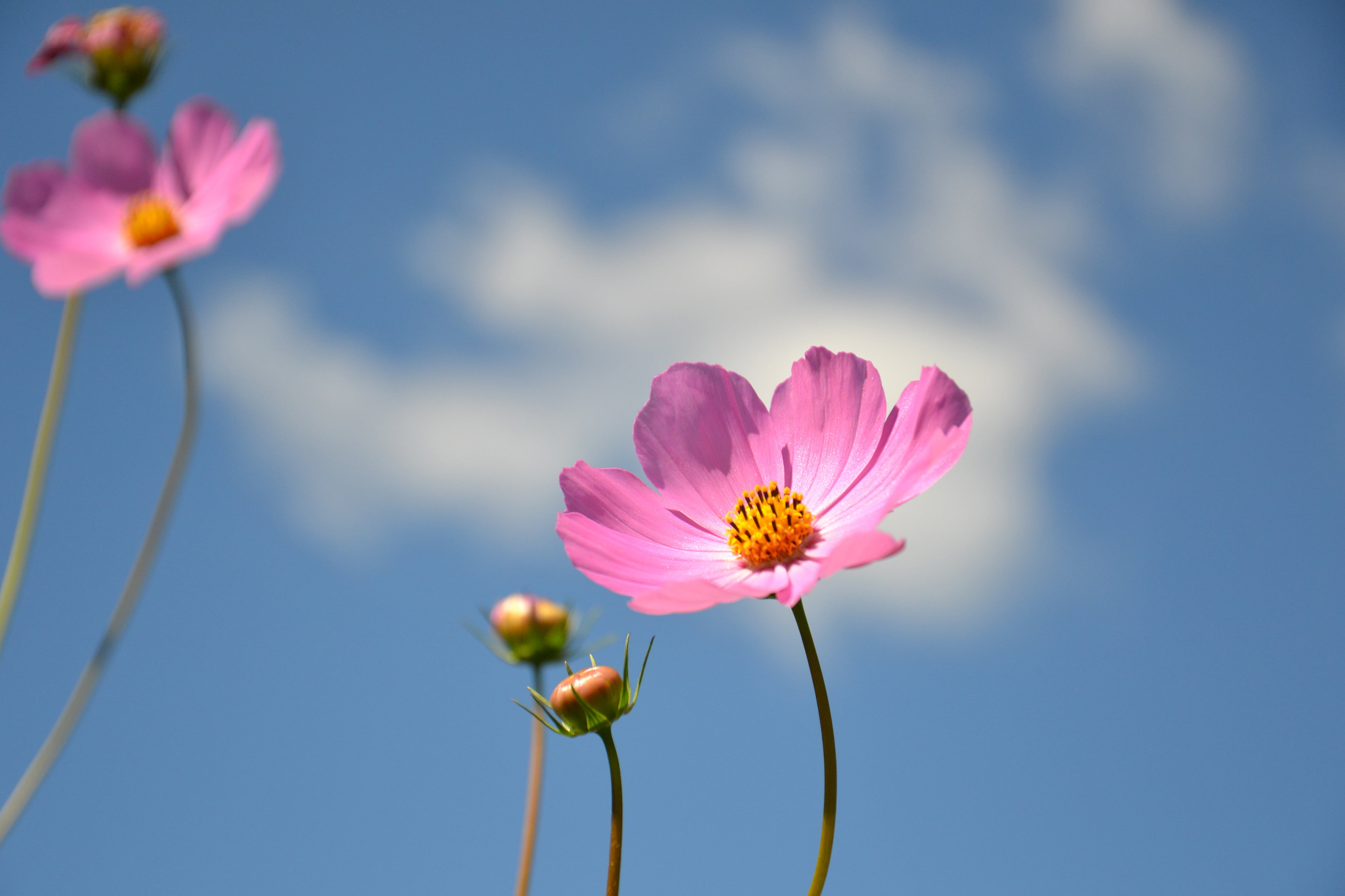 botanica, plant stem, beautiful, petals, pink, pollen, garden flower, cosmos, flowering plant, cosmos Flower, garden, closeup, daytime, 4K, sepal, petal, HD Wallpaper