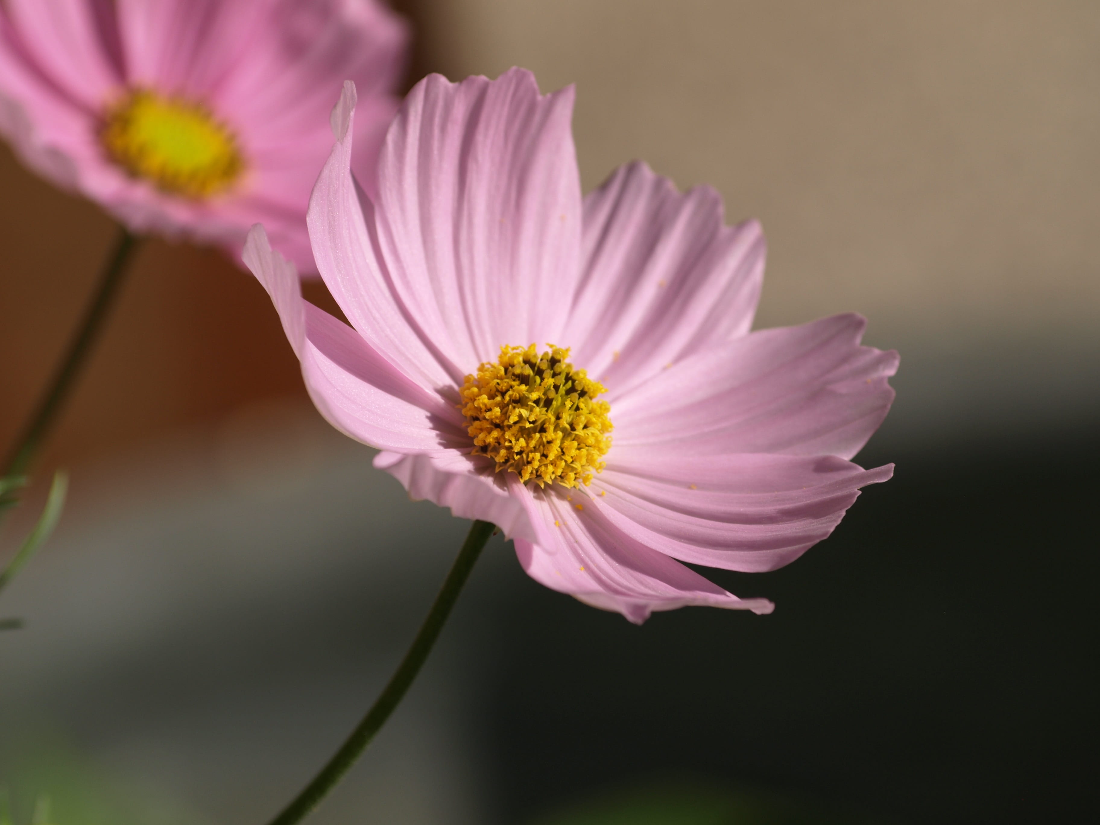 focus on foreground, summer, beauty in nature, fragility, flower head, purple, freshness, nature, flower, growth, vulnerability, close-up, sepal, petal, HD Wallpaper