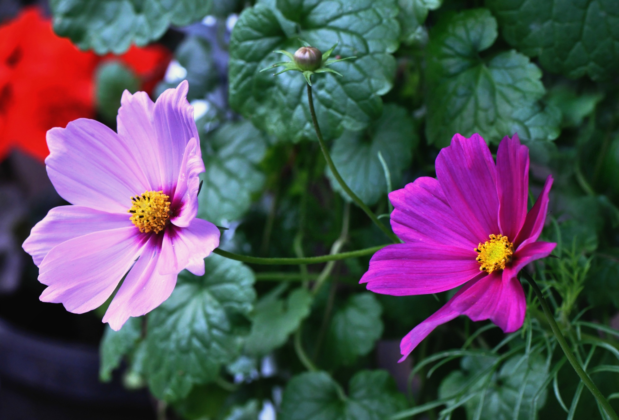 close-up, cosmos, nature, 1080P, summer, inflorescence, floral, flowering plant, fragility, green color, vulnerability, growth, plant, outdoors, lilac, HD Wallpaper