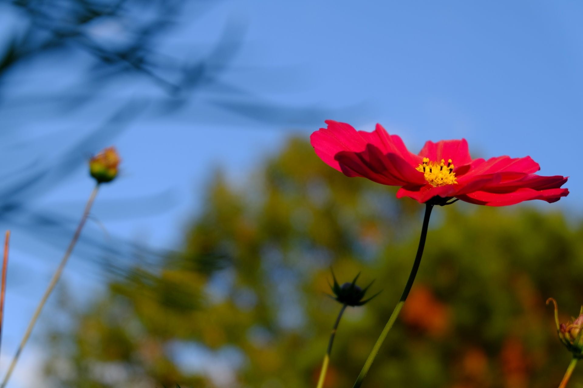 close-up, inflorescence, nature, flower, cosmea, blossom, day, low angle view, growth, plant, bloom, pasture, fragility, focus on foreground, flower head, HD Wallpaper