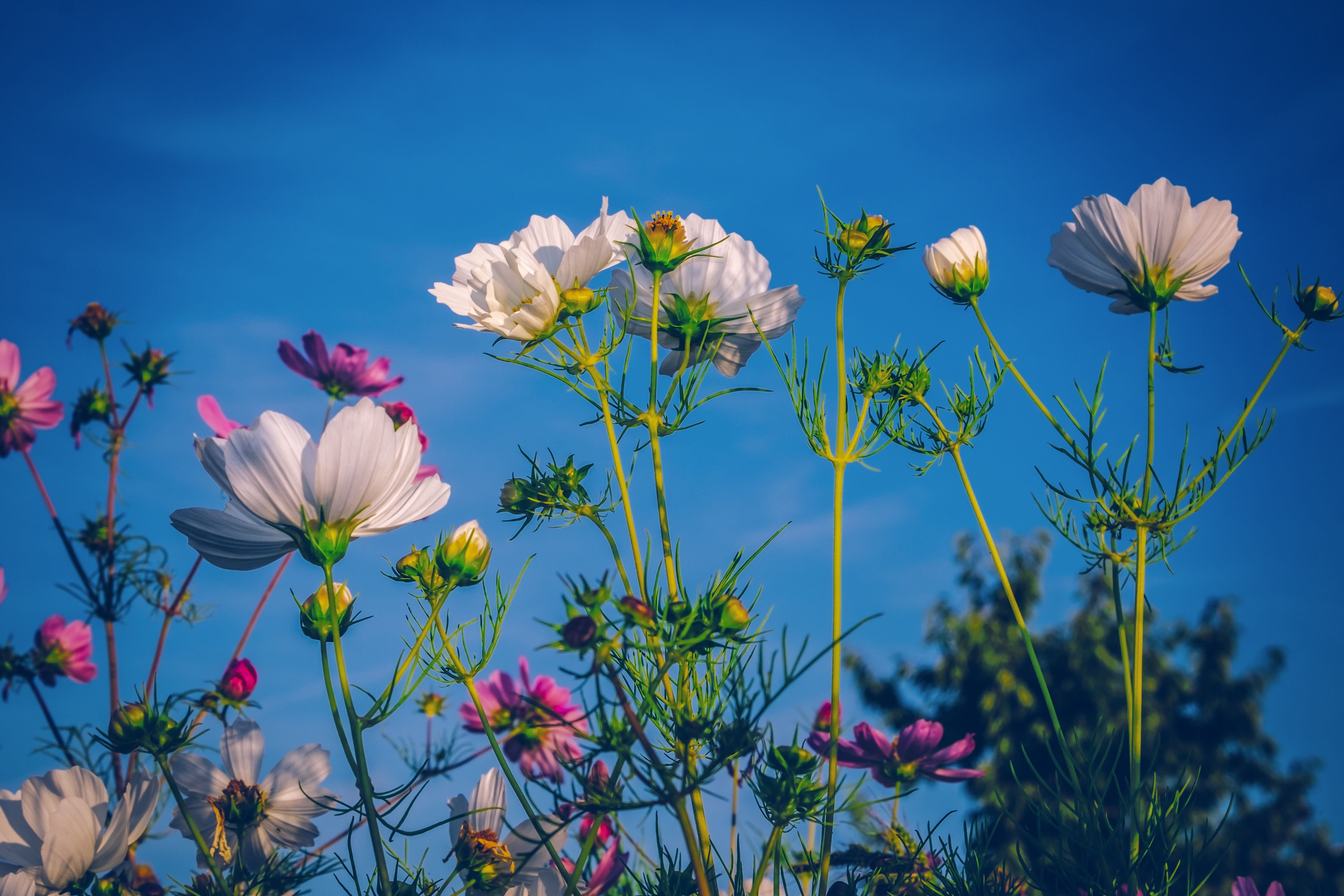 sepal, schnittblume, pink color, flower head, inflorescence, flowering plant, flora, fragility, cosmea, nature, petal, growth, flower meadow, freshness, HD Wallpaper