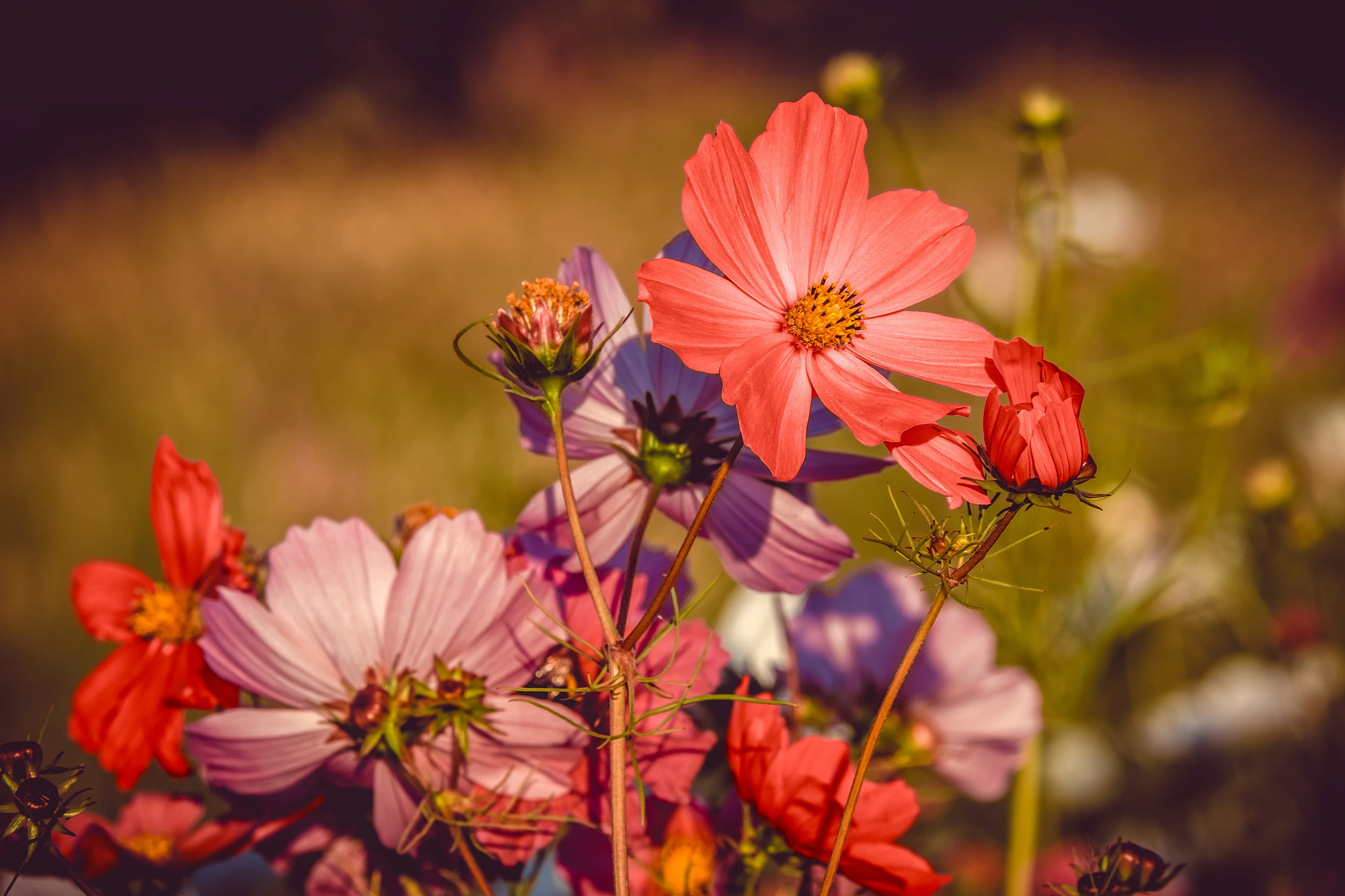 cosmos, plant stem, cosmea, flower, pink color, flower garden, schnittblume, bloom, composites, beauty in nature, freshness, ornamental plant, day, cosmos flower, HD Wallpaper