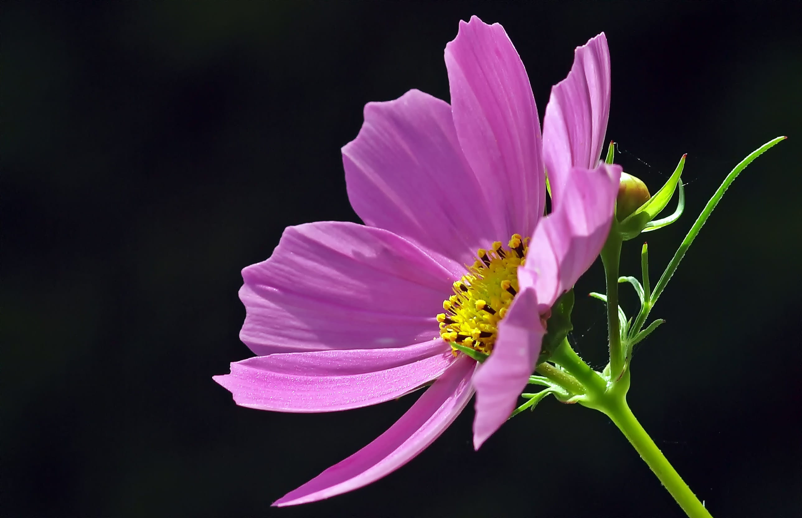 springtime, plant, nature, freshness, pink, outdoors, cosmea, petal, fragility, flower, close-up, pink color, black background, inflorescence, HD Wallpaper
