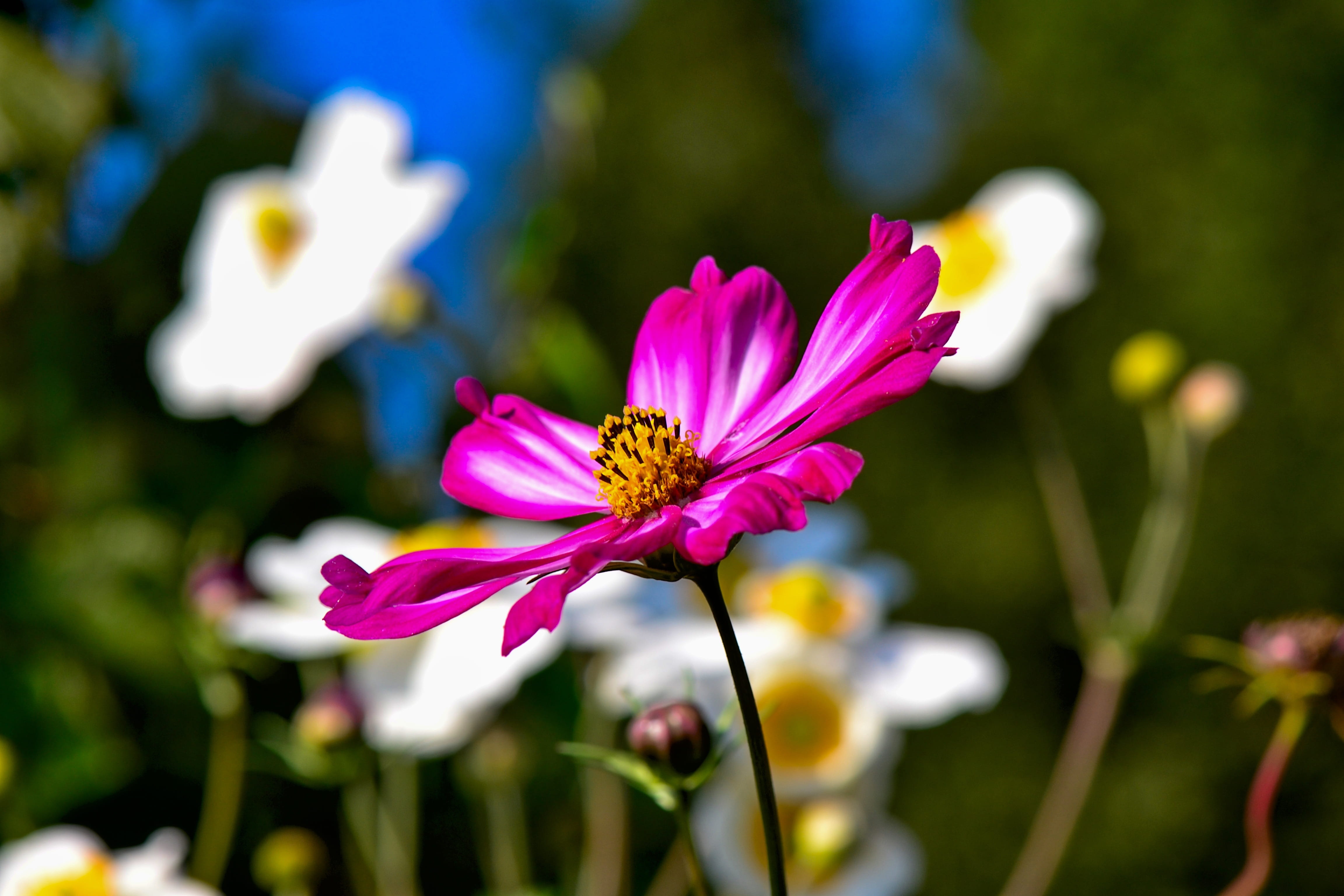 freshness, petal, beauty in nature, cosmea, petals, flower, focus on foreground, growth, vulnerability, pollen, no people, fragility, 4K, inflorescence, HD Wallpaper