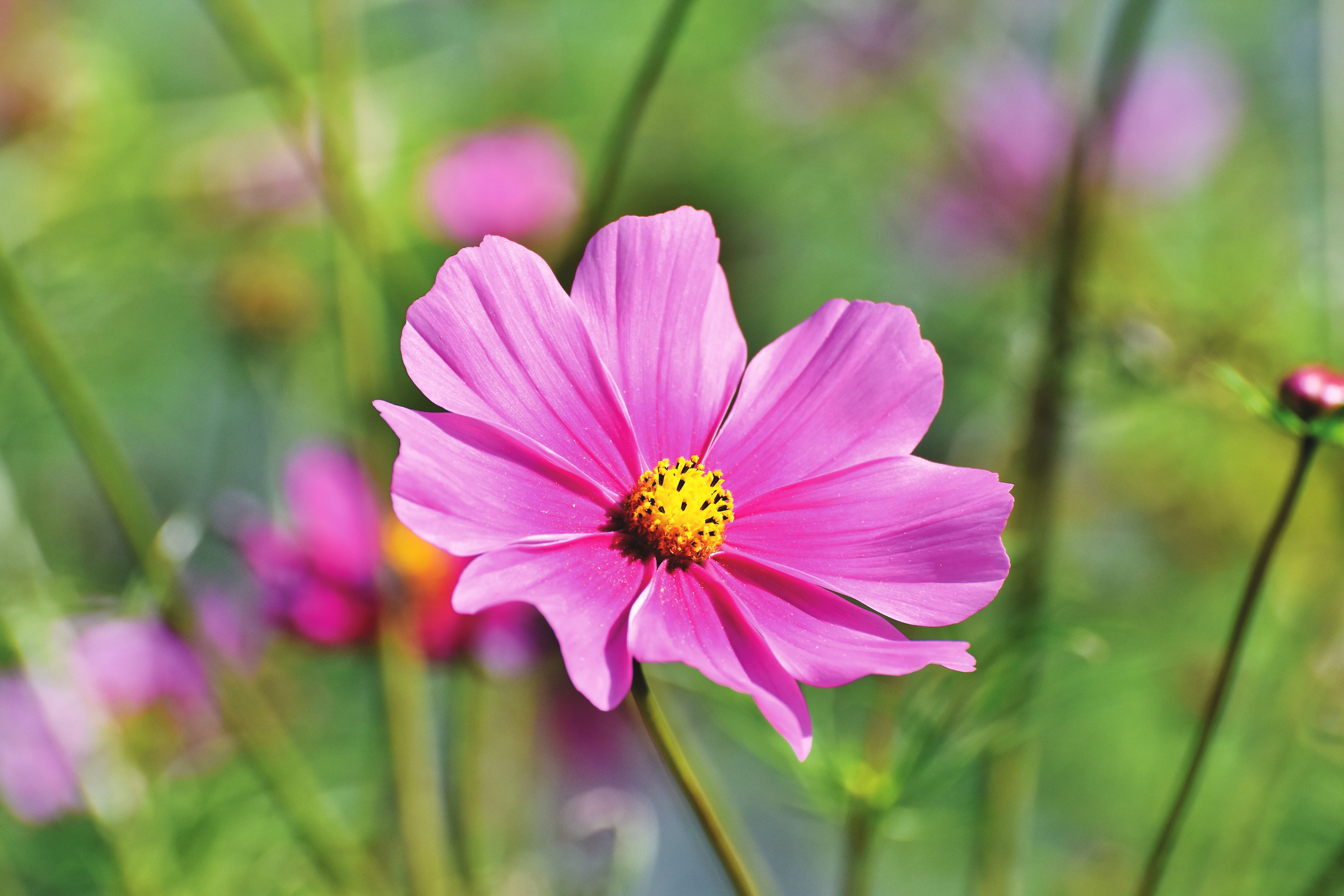 flower garden, pink color, flora, beauty in nature, fragility, pollen, close-up, inflorescence, vulnerability, pink, plant, growth, flower head, no people, HD Wallpaper