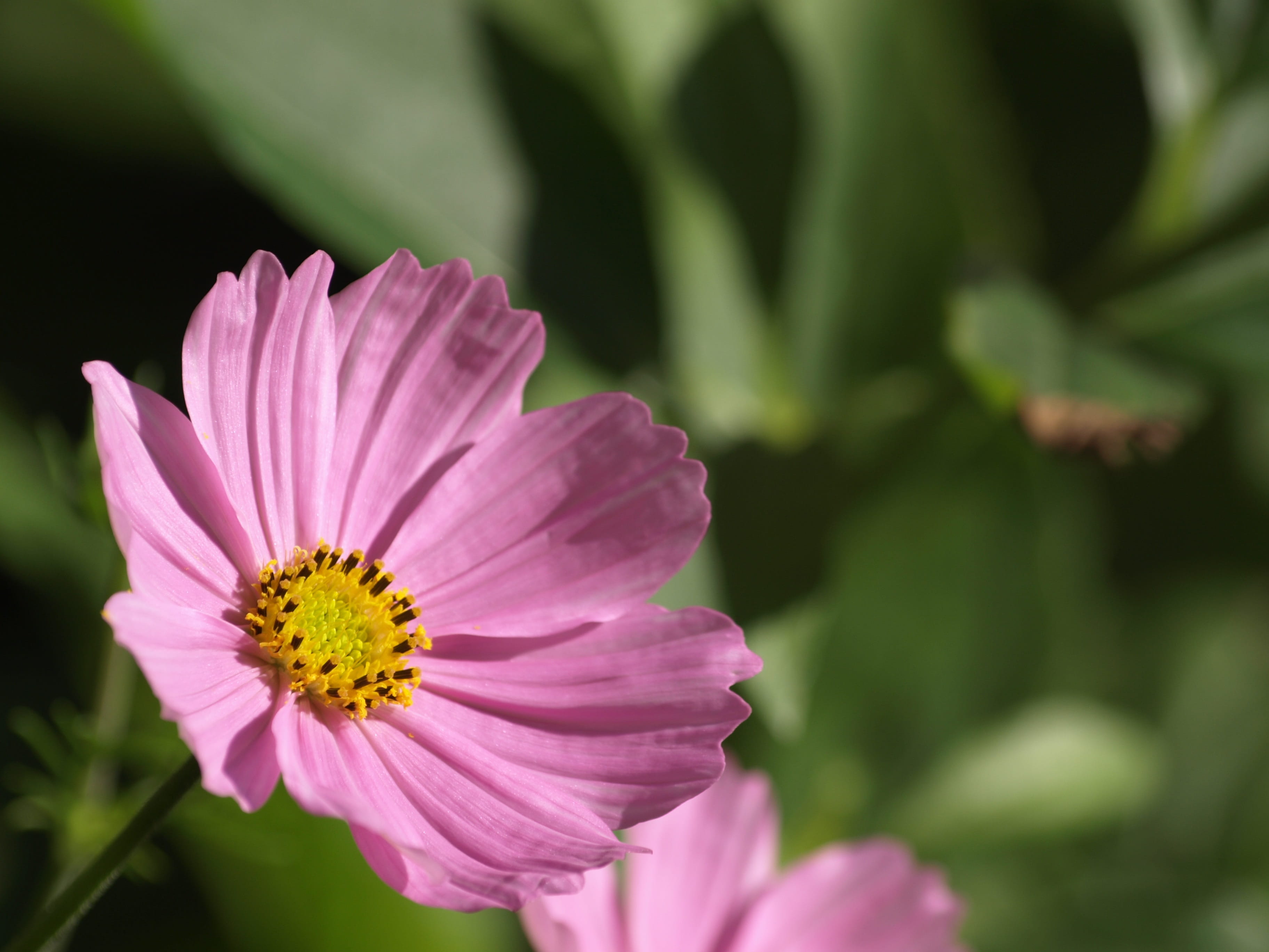 cosmos flower, freshness, close up, pink color, flower head, beauty in nature, pink, flowering plant, close-up, nature, garden, 2K, fragility, inflorescence, HD Wallpaper