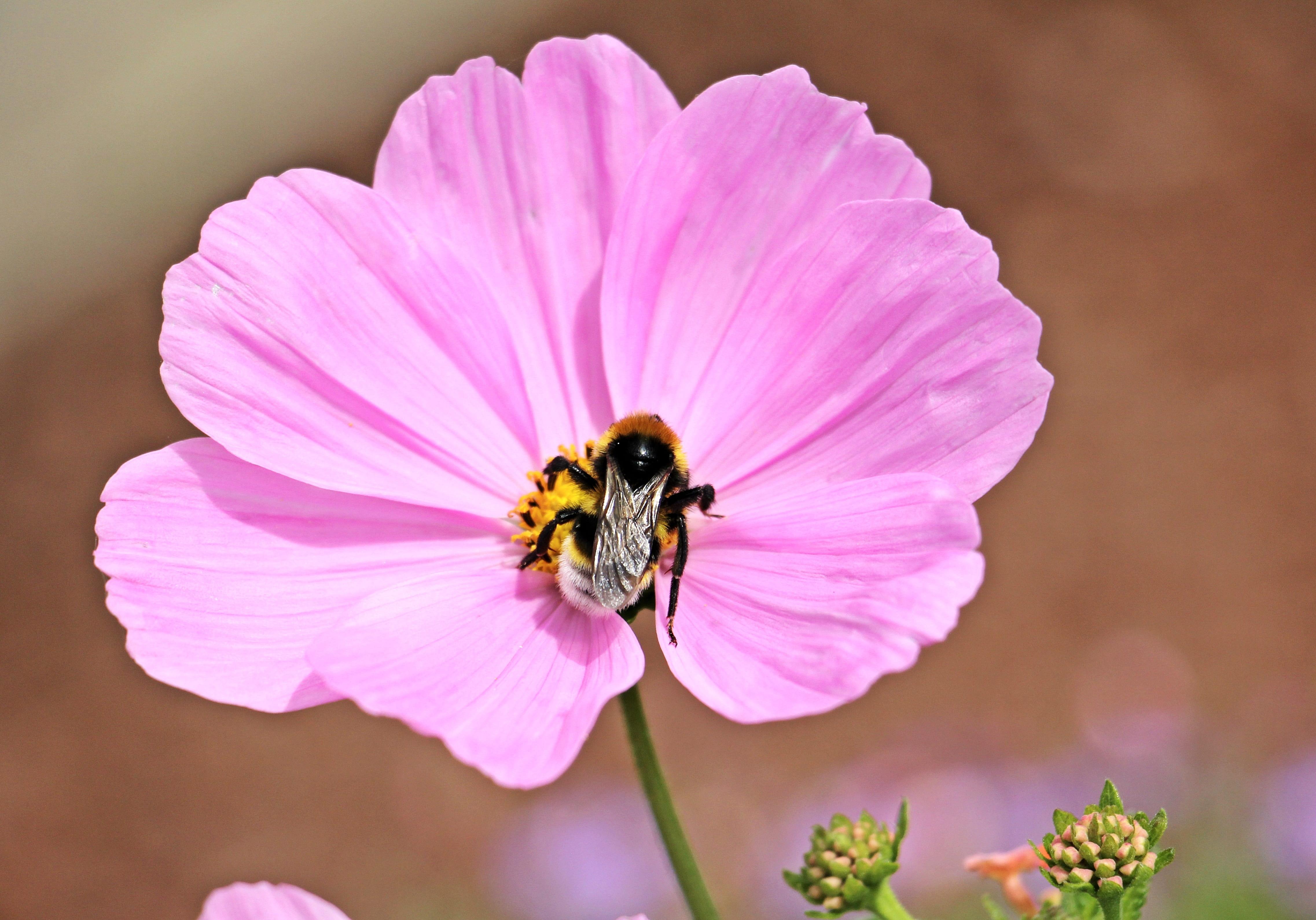 photography, cosmos, pink color, animal themes, hummel, focus, blossom, petal, fragility, pink, insect, animals in the wild, selective, nature, animal, HD Wallpaper
