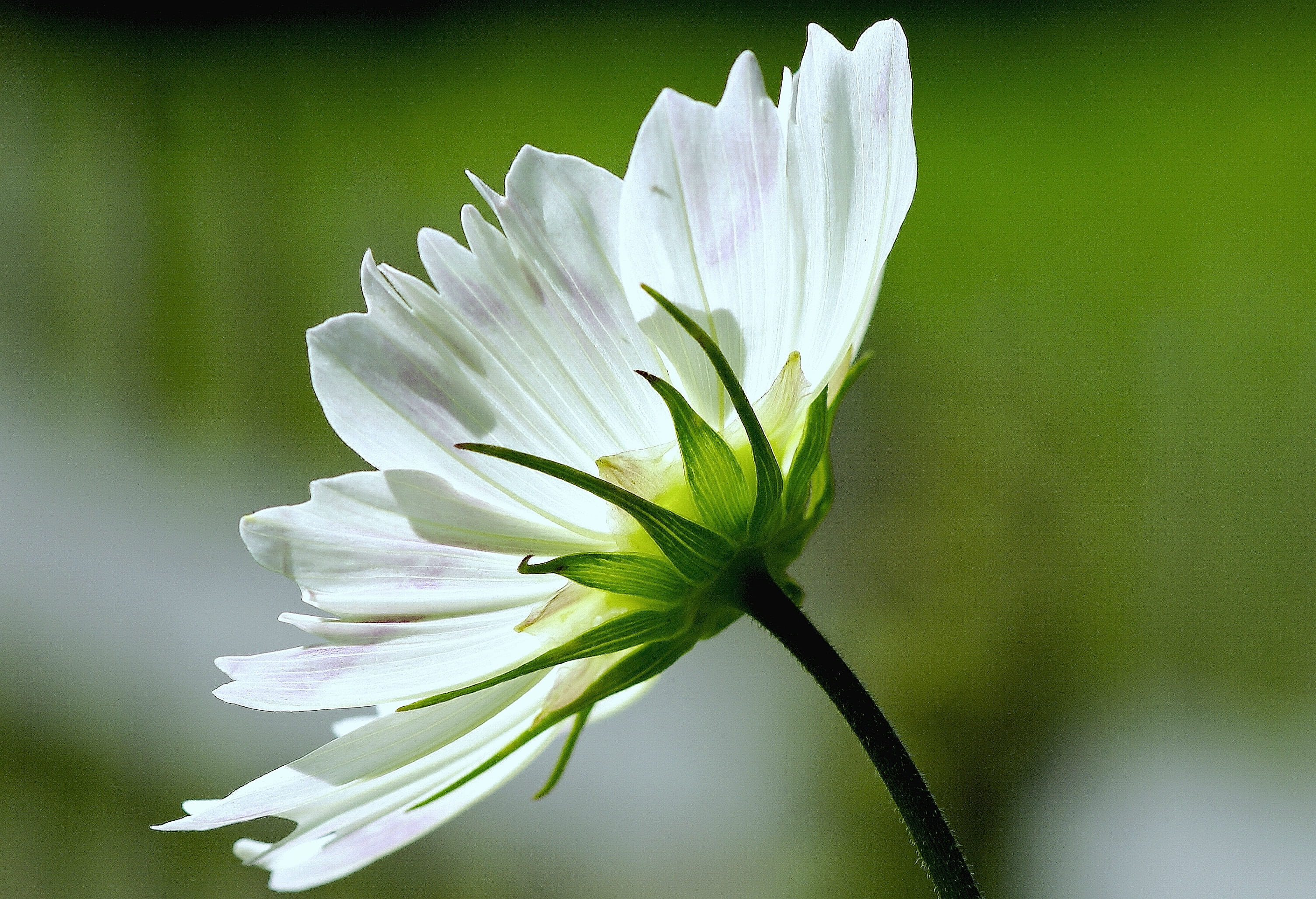 photography, focus on foreground, white, blossomed, beauty in nature, freshness, vulnerability, cosmea, plant, growth, no people, leaf, ornamental plant, HD Wallpaper