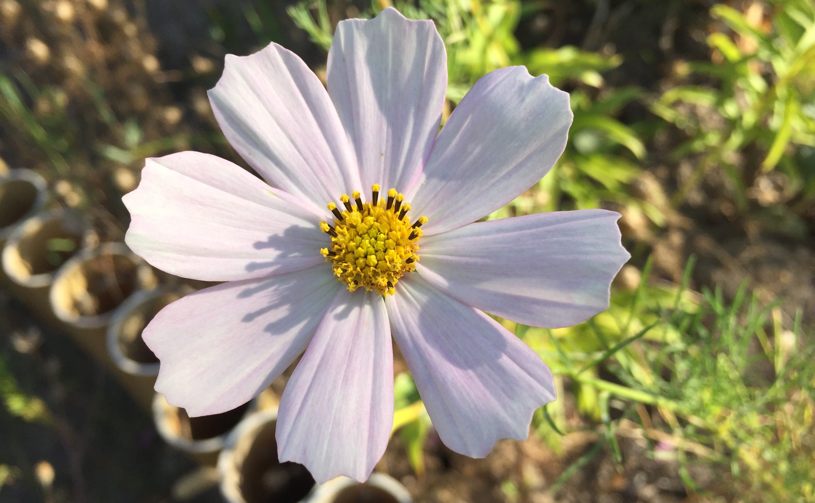 flowering plant, focus on foreground, garden flowers, nature, flowers, dacha, flower head, 2K, freshness, flower, vulnerability, plant, white color, cosmea, HD Wallpaper