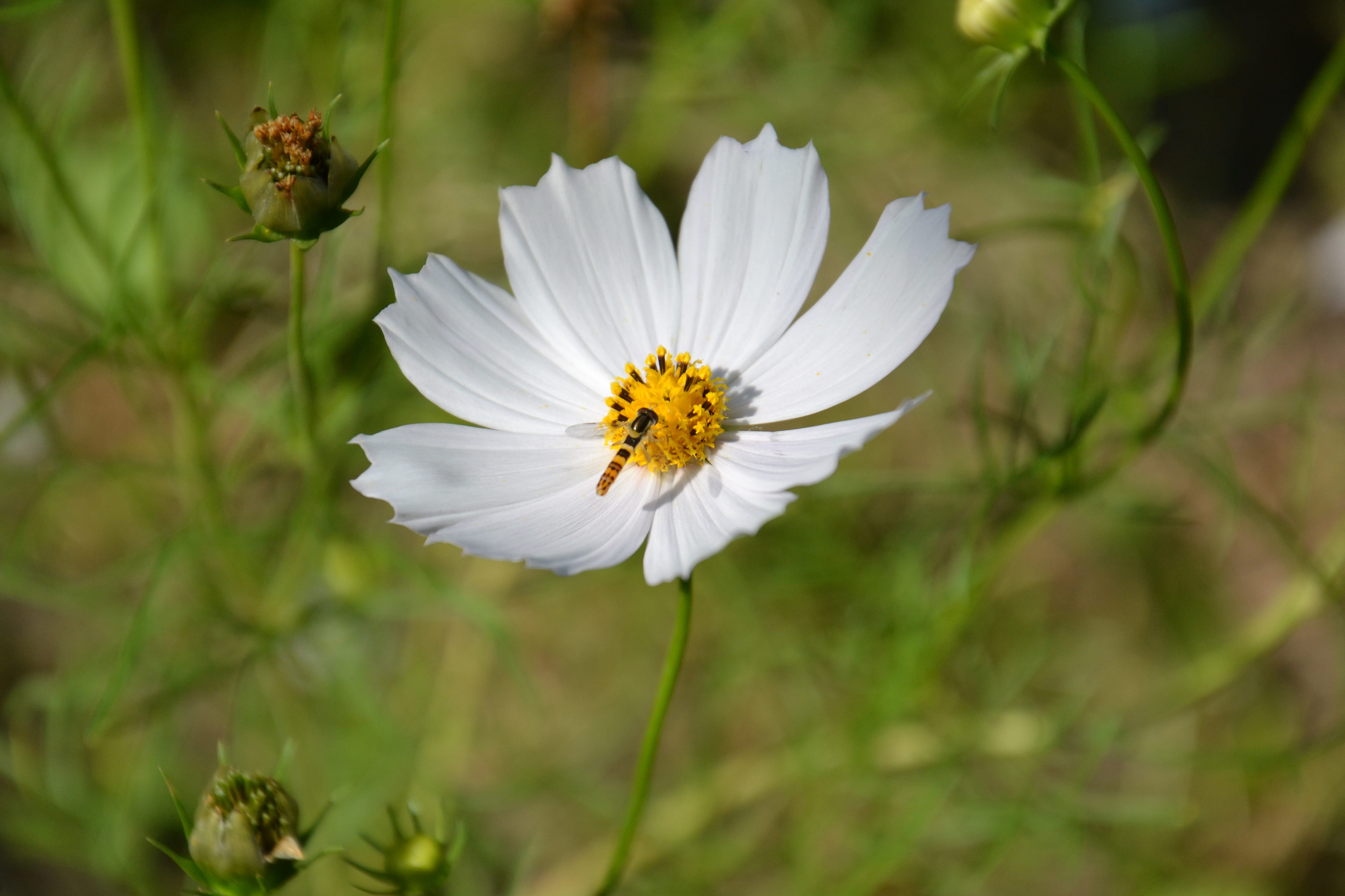 beautiful, 4K, flowering plant, close-up, vulnerability, flower head, Cosmos, animal wildlife, flora, plant, pollination, invertebrate, no people, summer flowers, HD Wallpaper