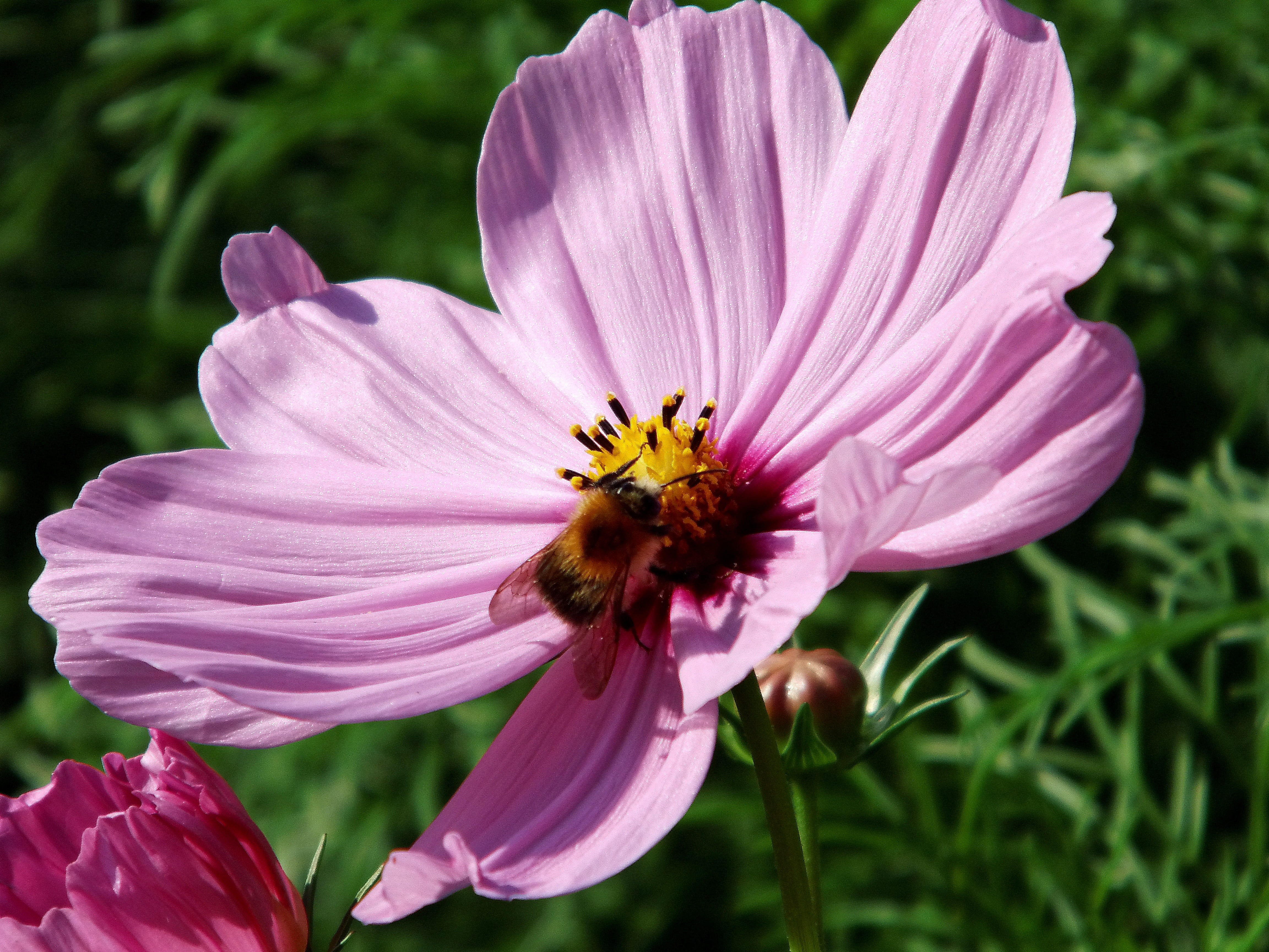 summer, vulnerability, light purple, translucent, purple, one animal, animal wildlife, pink, inflorescence, pollination, plant, animals in the wild, close-up, HD Wallpaper