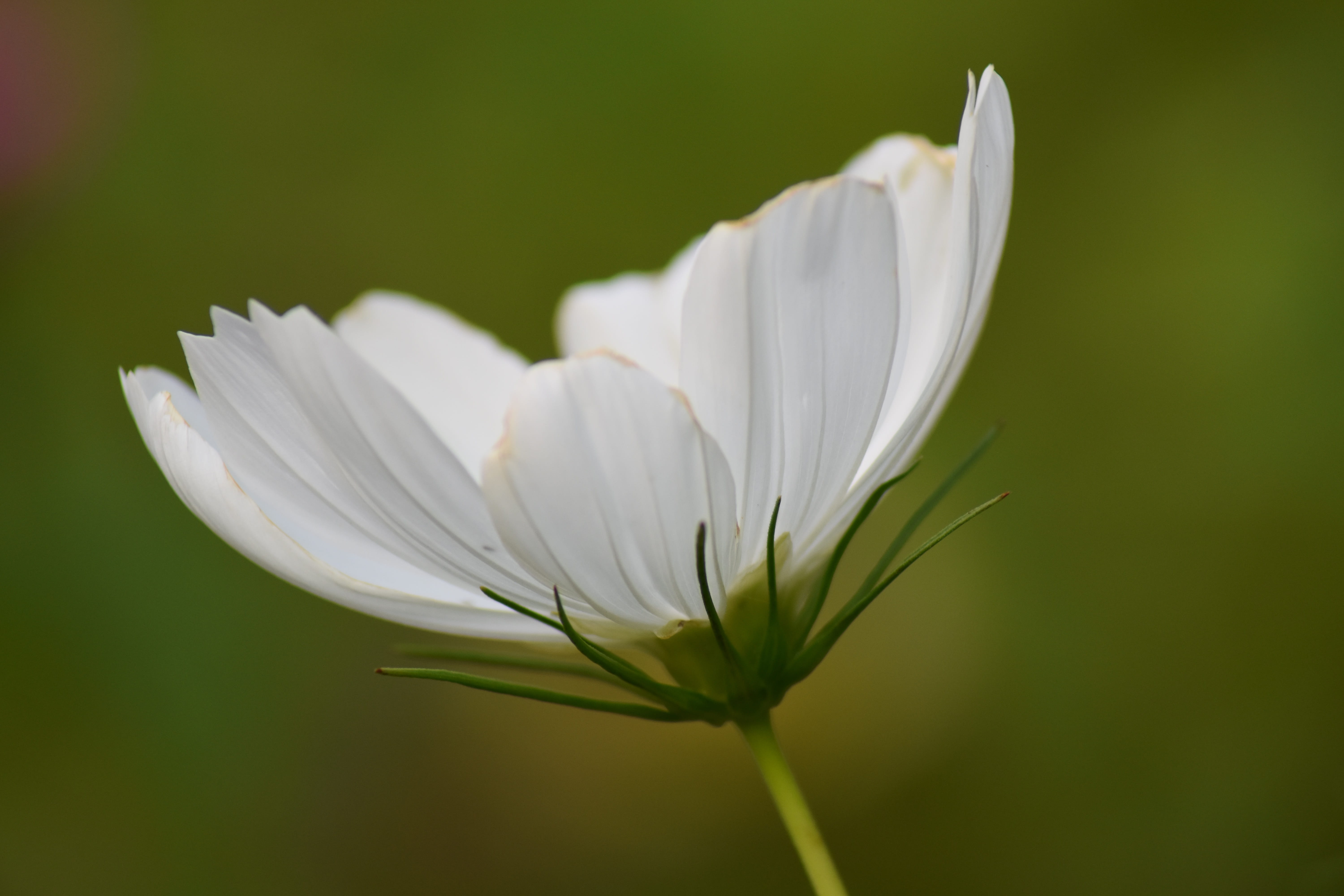 5K, green color, no people, beauty in nature, inflorescence, growth, fragility, focus on foreground, outdoors, purity, freshness, flower, petal, nature, HD Wallpaper