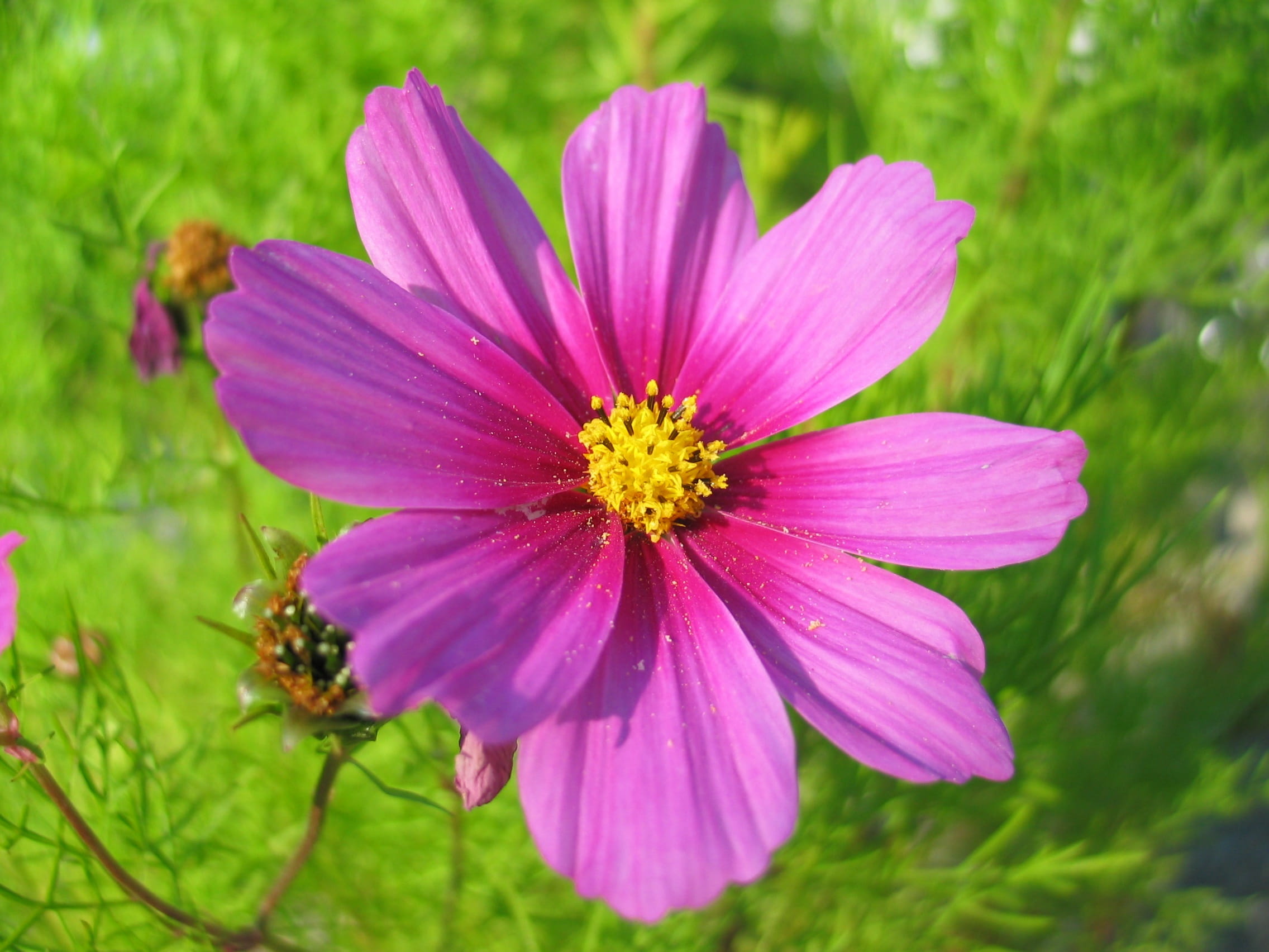 petal, focus on foreground, close-up, plant, flowering plant, Flower, vulnerability, growth, inflorescence, cosmos Flower, purple, nature, summer, close, HD Wallpaper