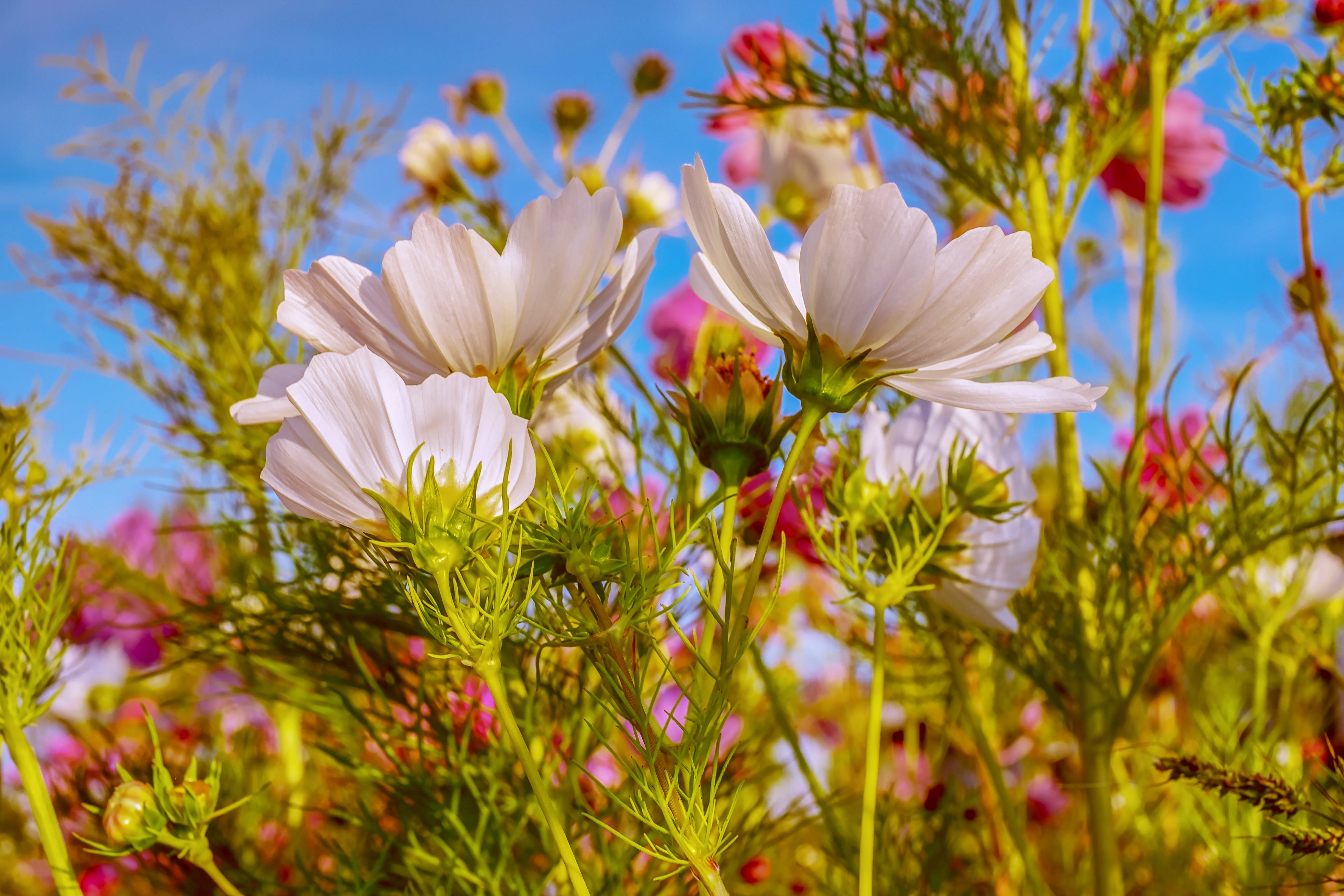 white color, pollen, freshness, springtime, composites, no people, beauty in nature, sky, petal, romantic, white, colorful, nature, petals, kosmee, blossom, HD Wallpaper