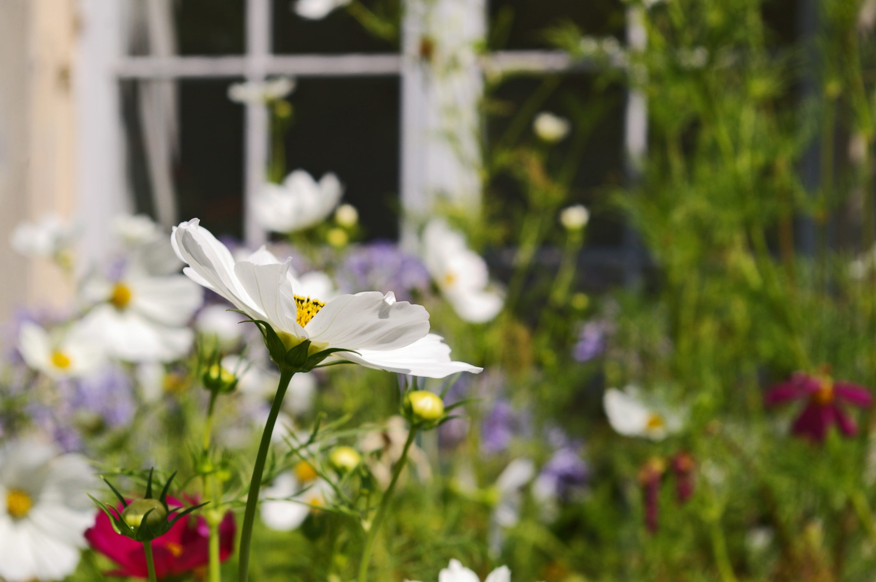 white color, focus on foreground, tender, field, bloom, outlook, no people, growth, nature, beauty, window, summer flower, garden design, flower bed, plant stem, HD Wallpaper