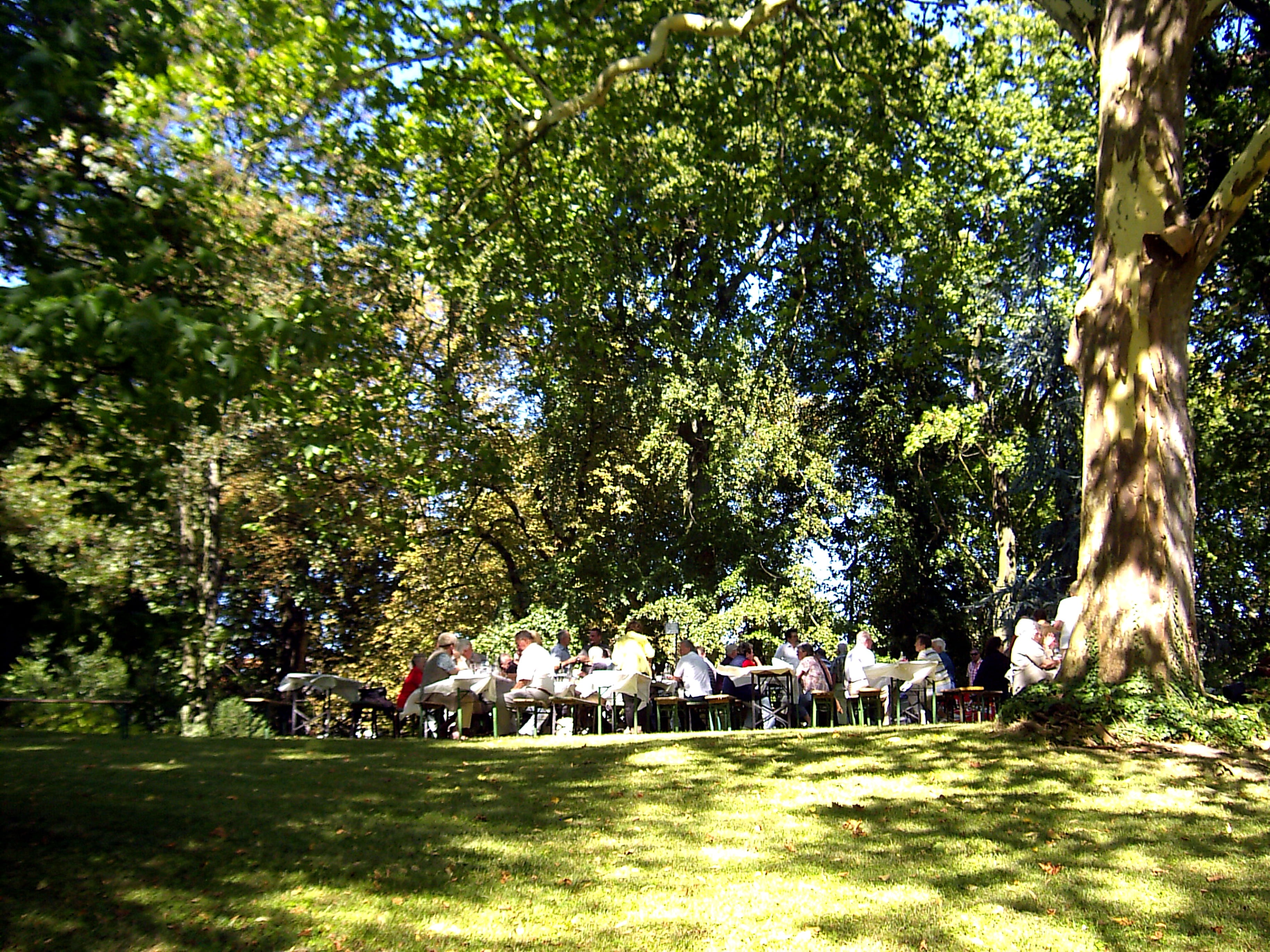 grass, group of people, men, summer, barbecue, beer glasses, park, trees, sommerfest, rheinland, park - man made space, 2K, day, plant, crowd, growth, HD Wallpaper