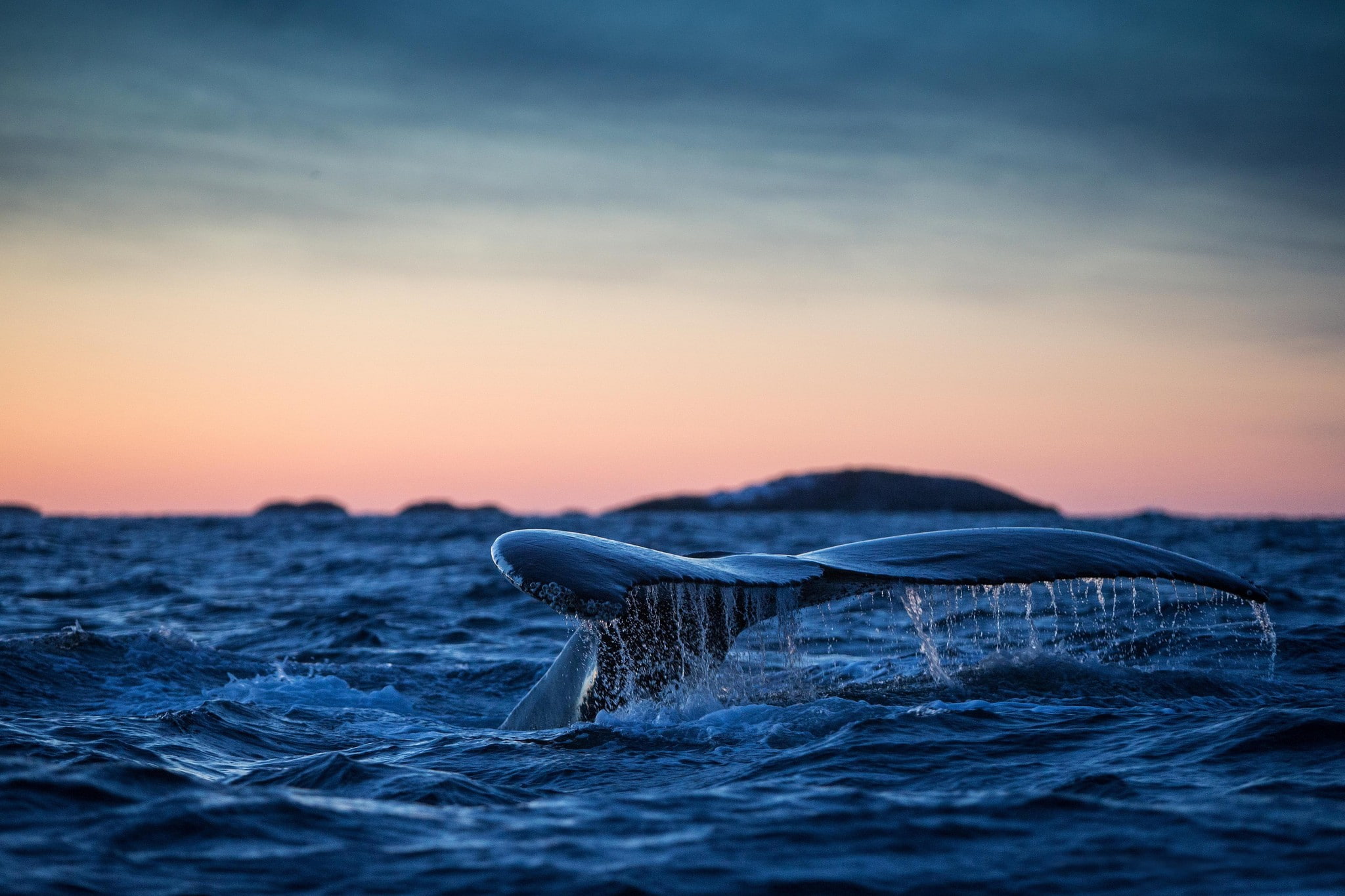 1080P, nature, landscape, fin, animals, sea, sea life, HD Wallpaper