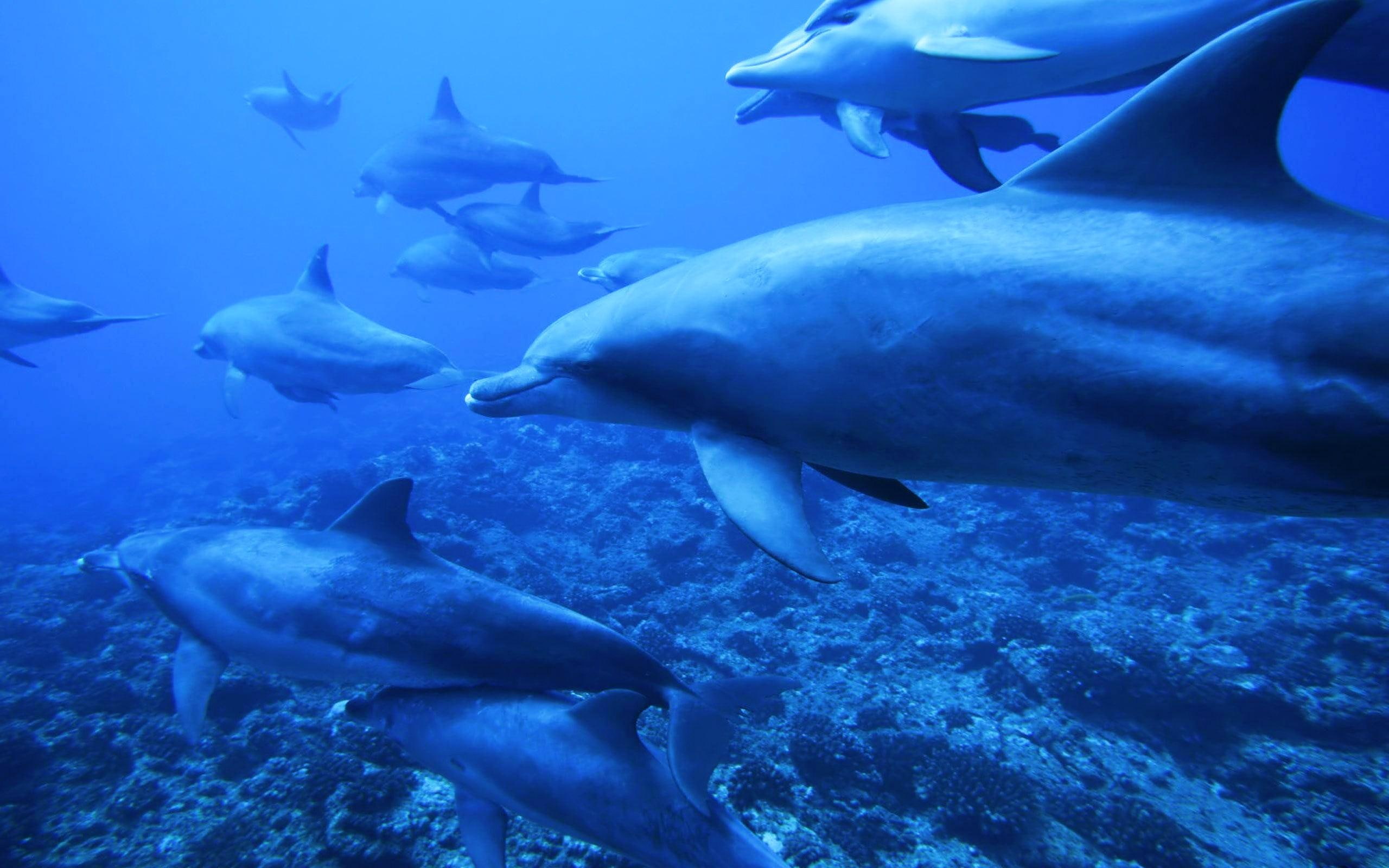 dolphins, 2K, ocean, coral, sea, school, reef, 3d and abstract, life, HD Wallpaper